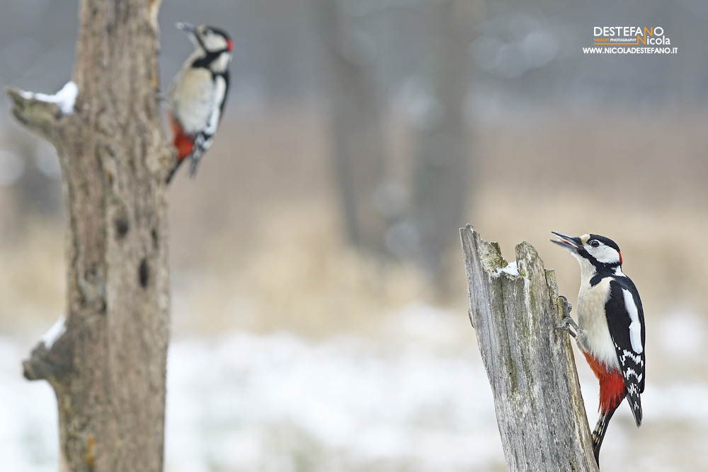 Great Spotted Woodpeckers