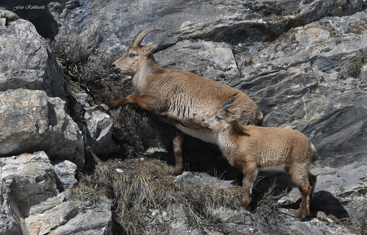 IBEX...