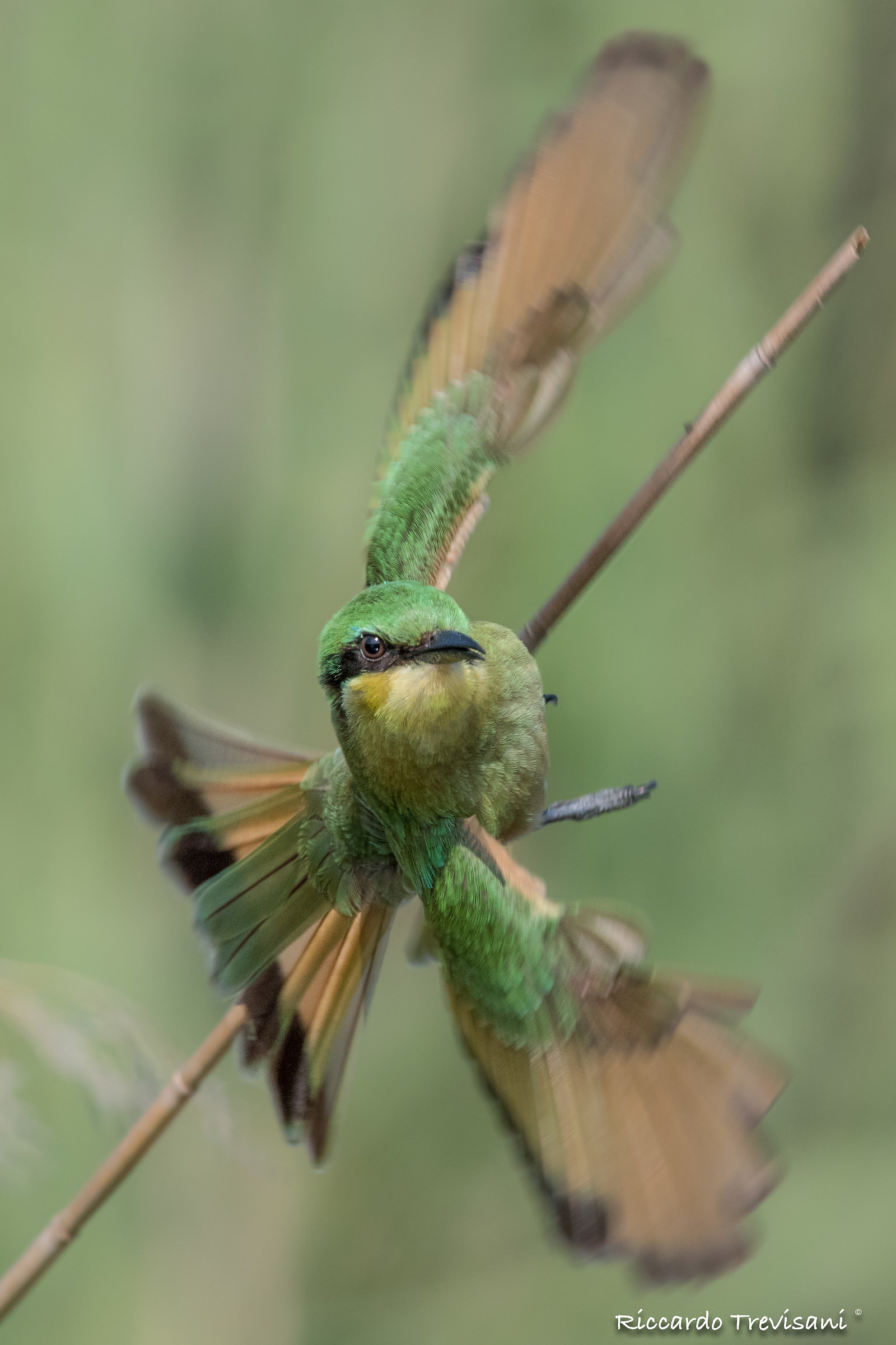 little bee eater