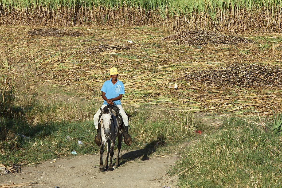Lavorante Canna da Zucchero