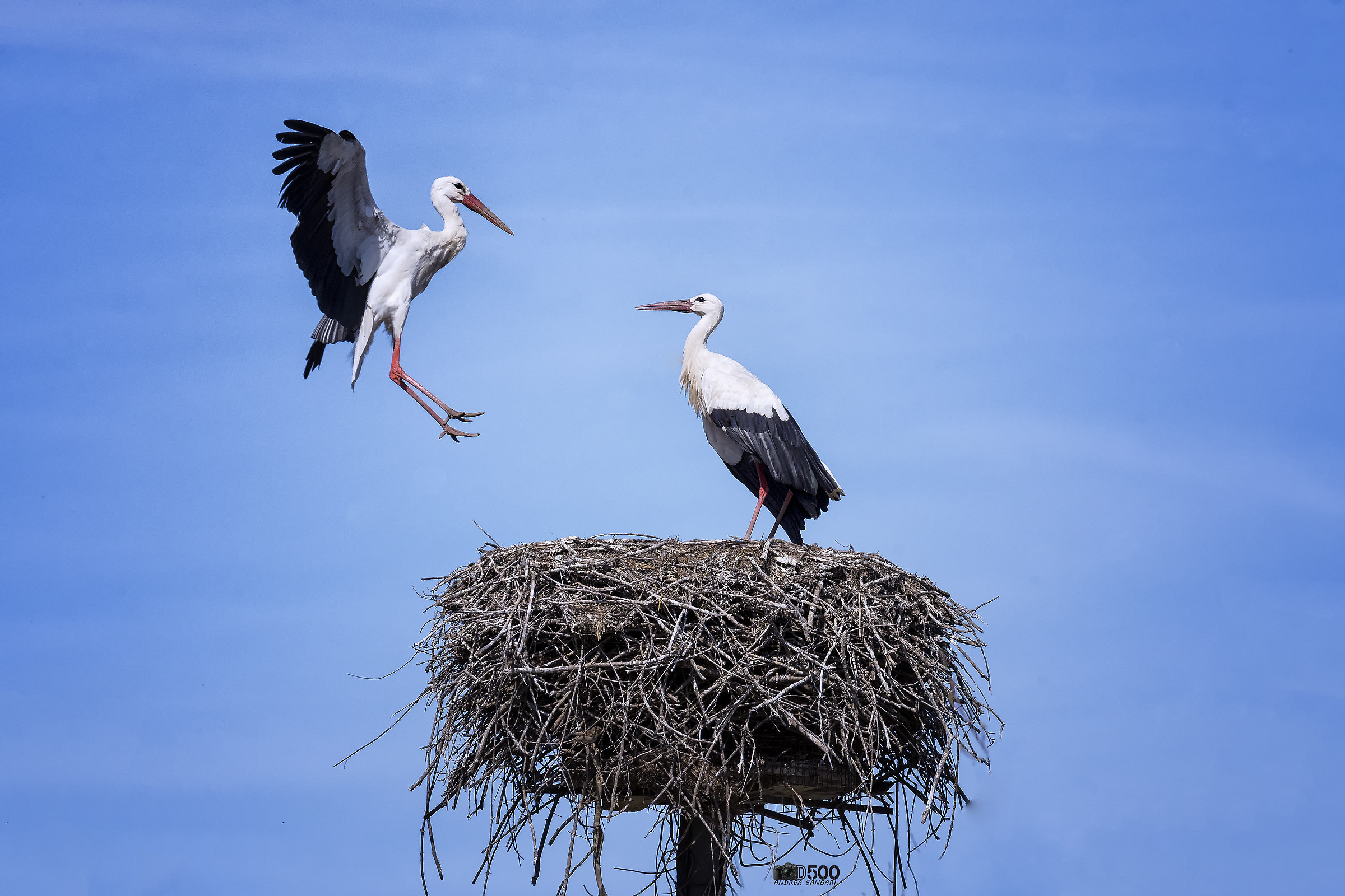 Cicogna in arrivo.....
