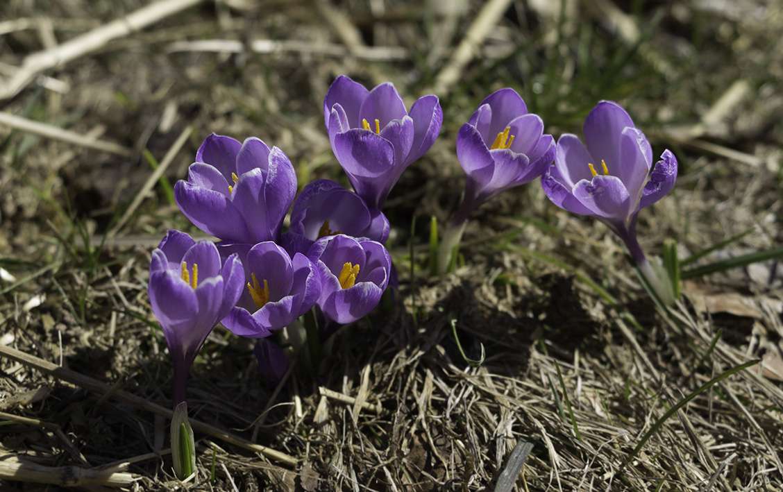 The first crusts after the thaw