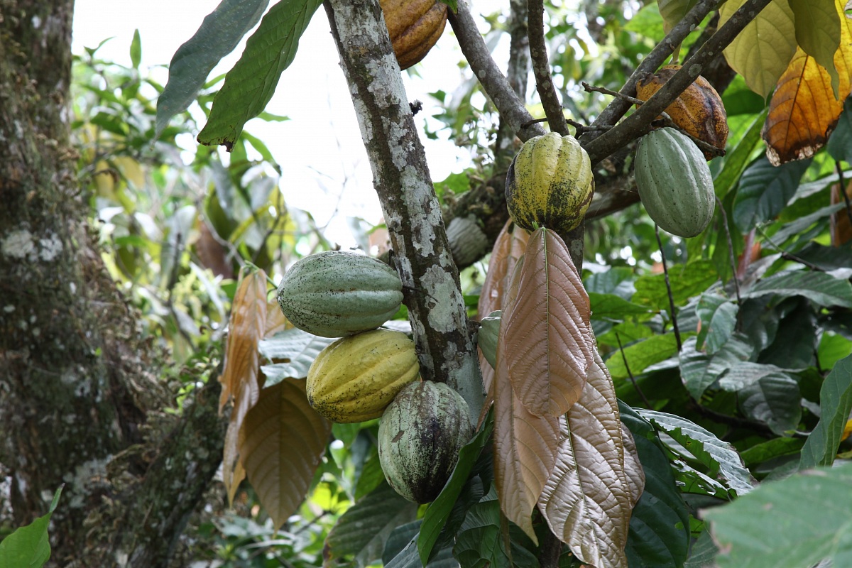 Cacao