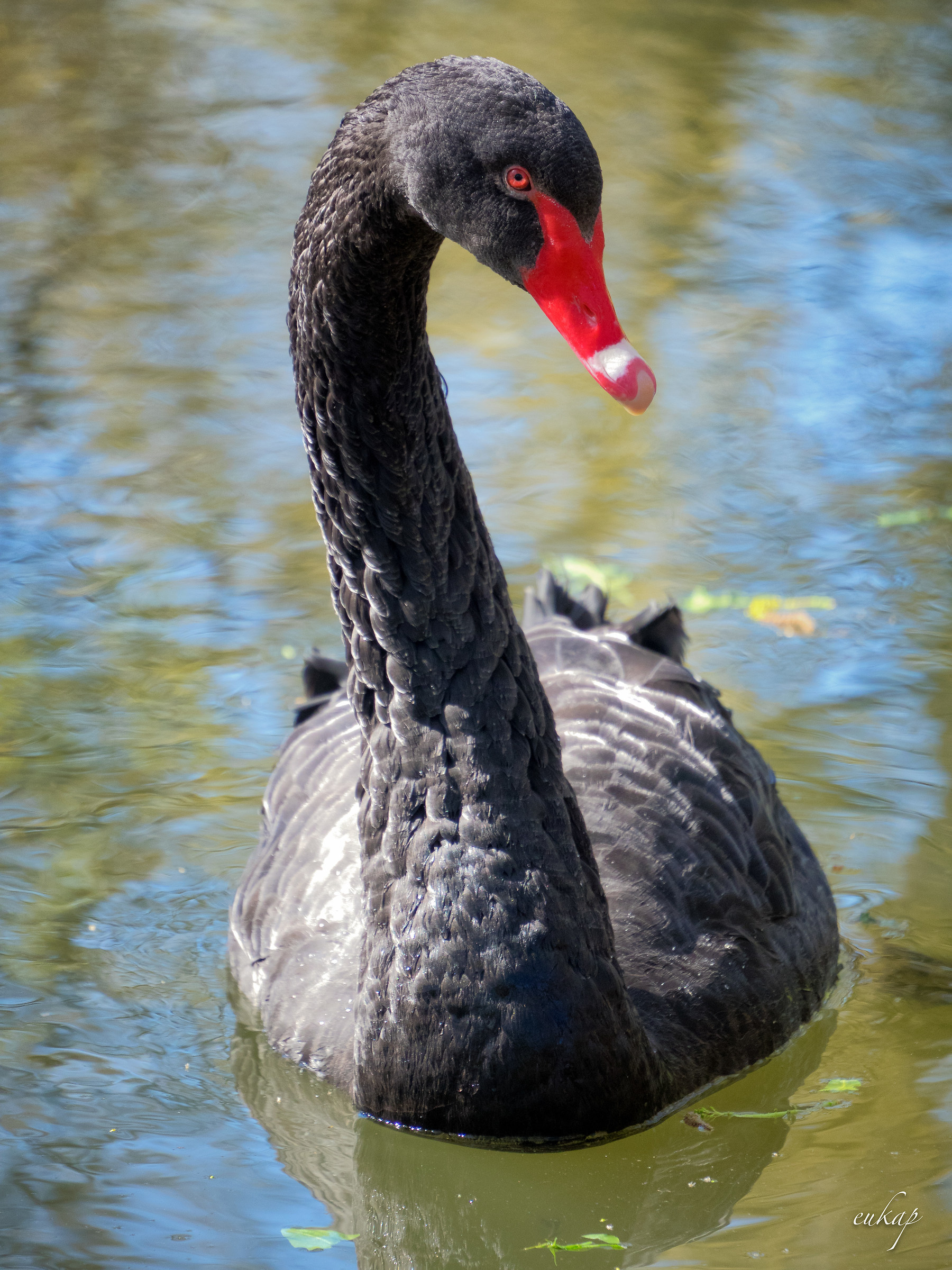 Black swan