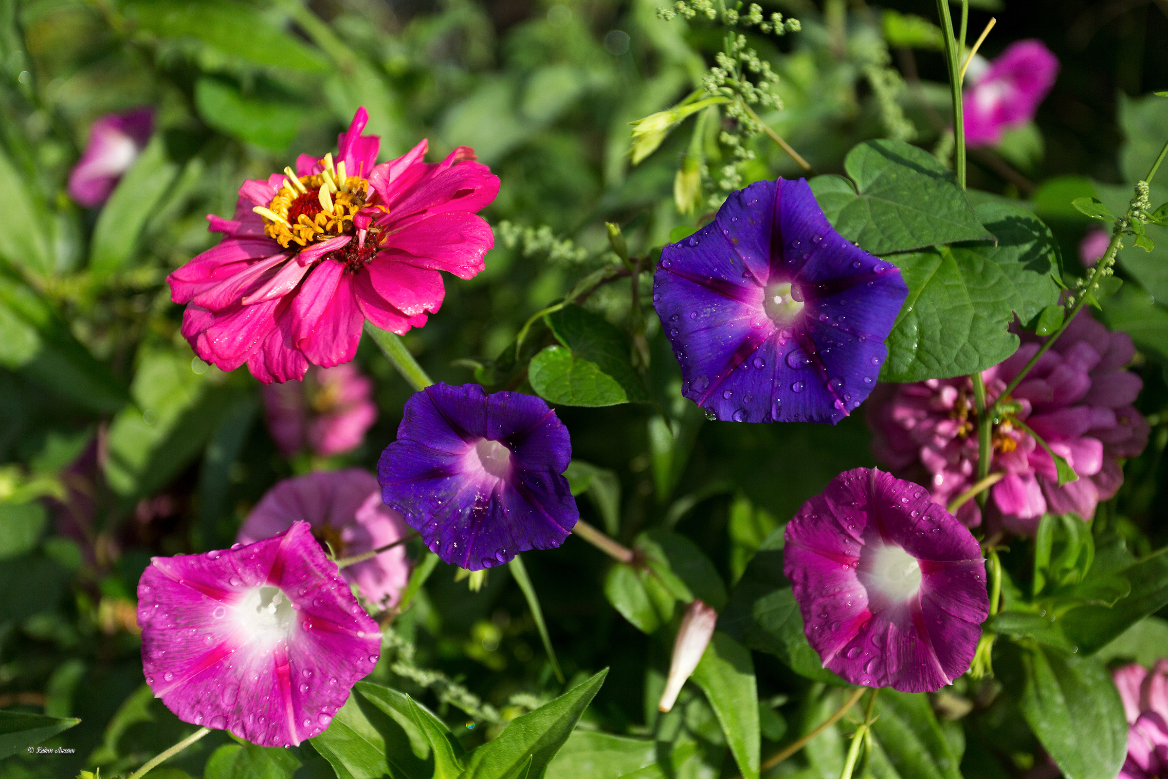Fiori nel villaggio di Guamka, in Russia