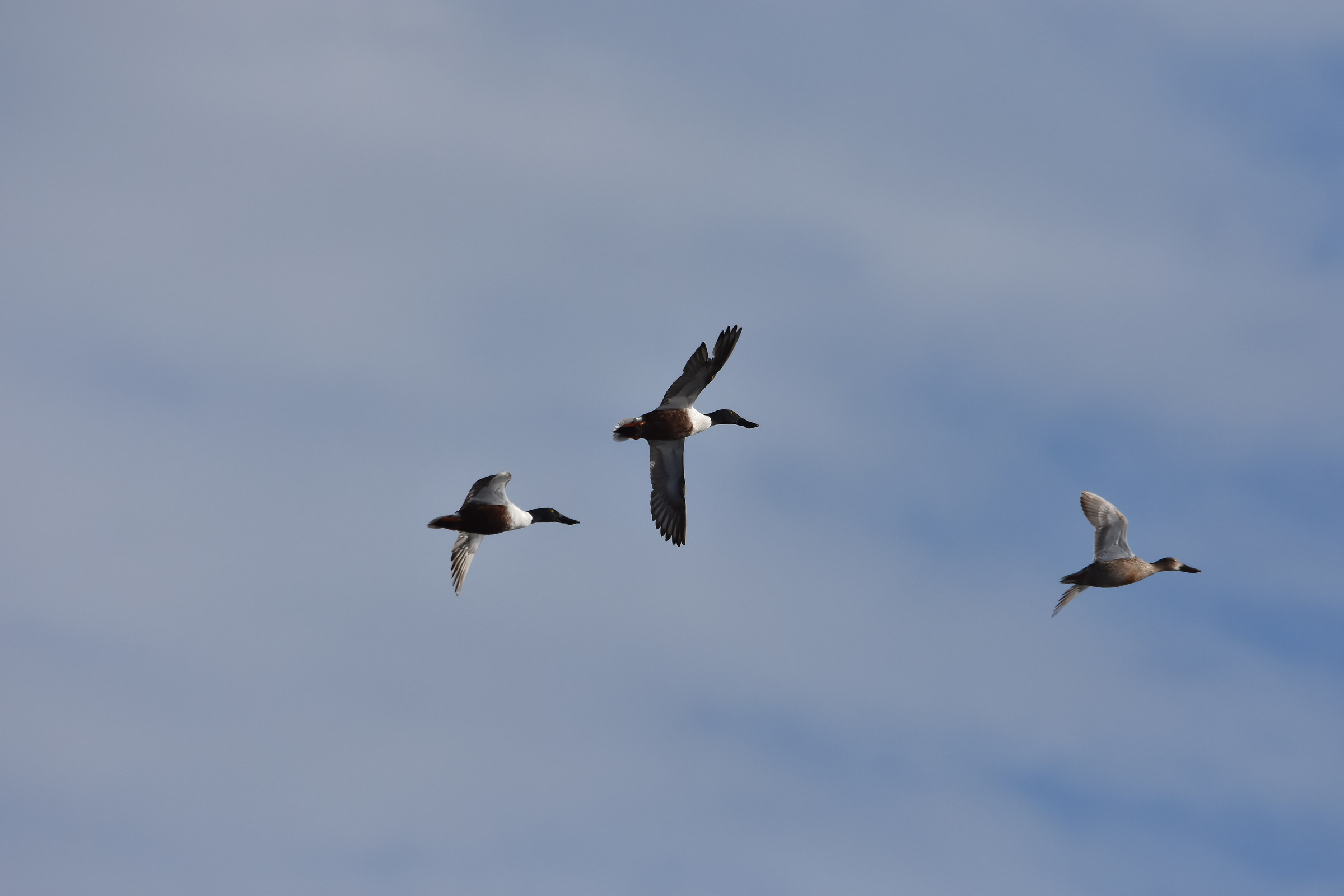 To chase the women there is to lose the feathers!
