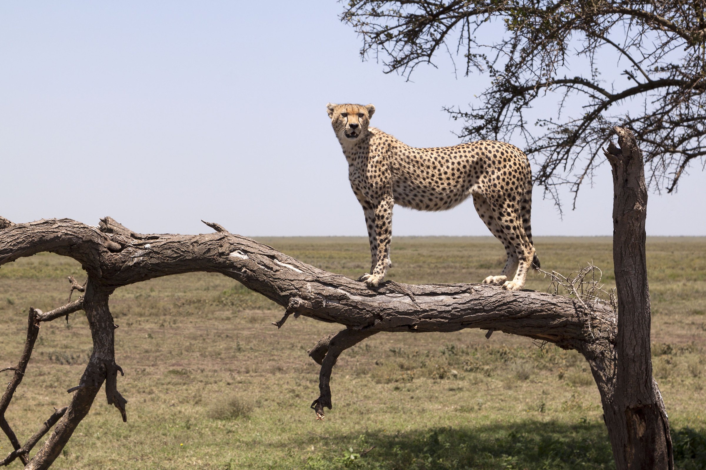 In the cheetah kingdom (1)