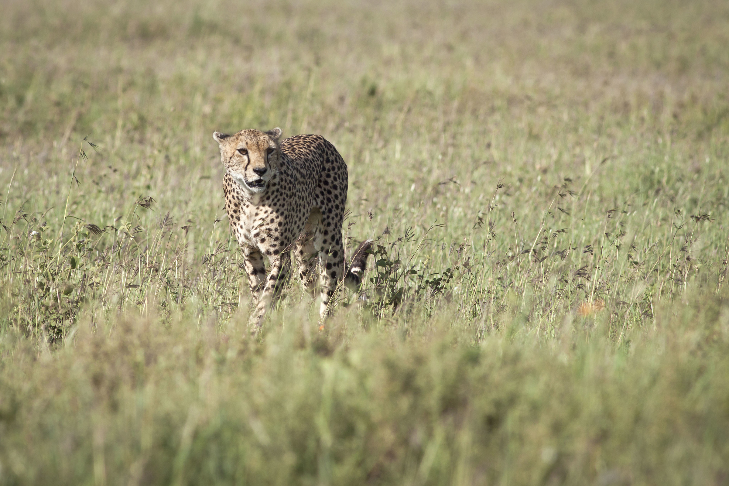 Cheetah hunting