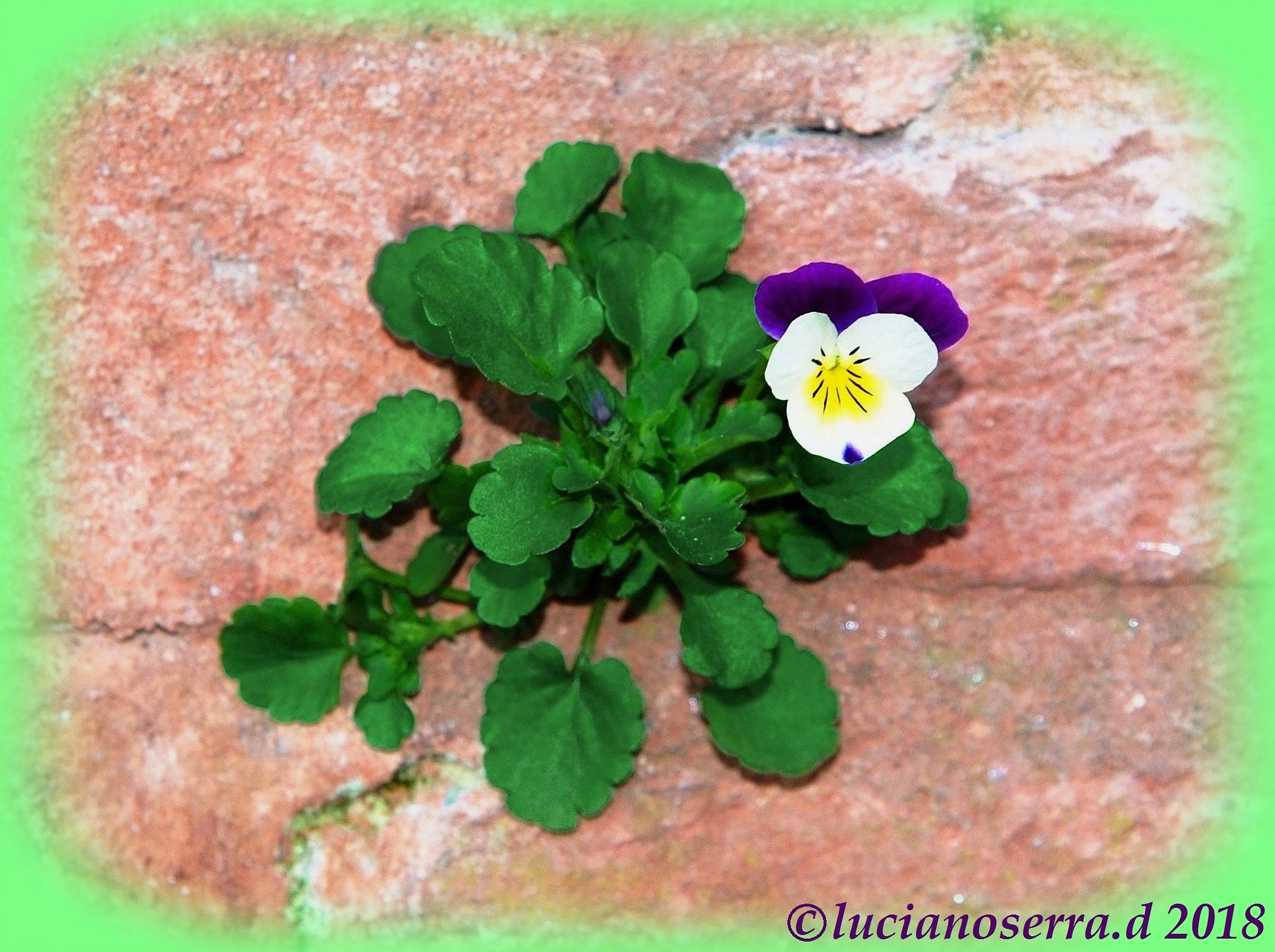 Piccola viola radicata in un muro