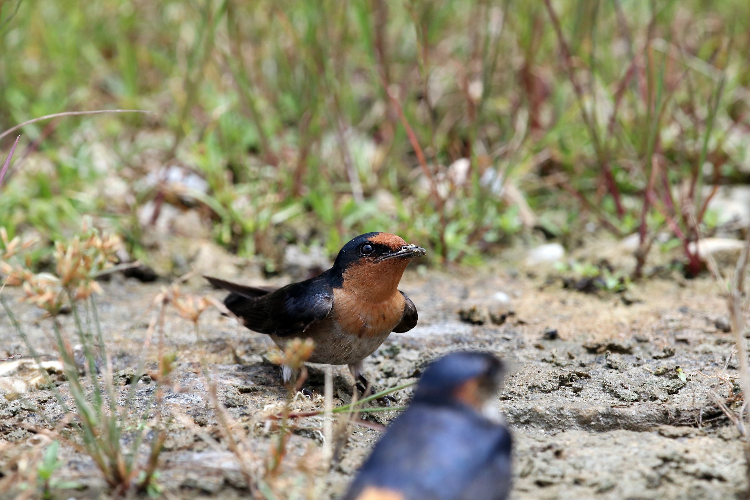 Pacific Swallow