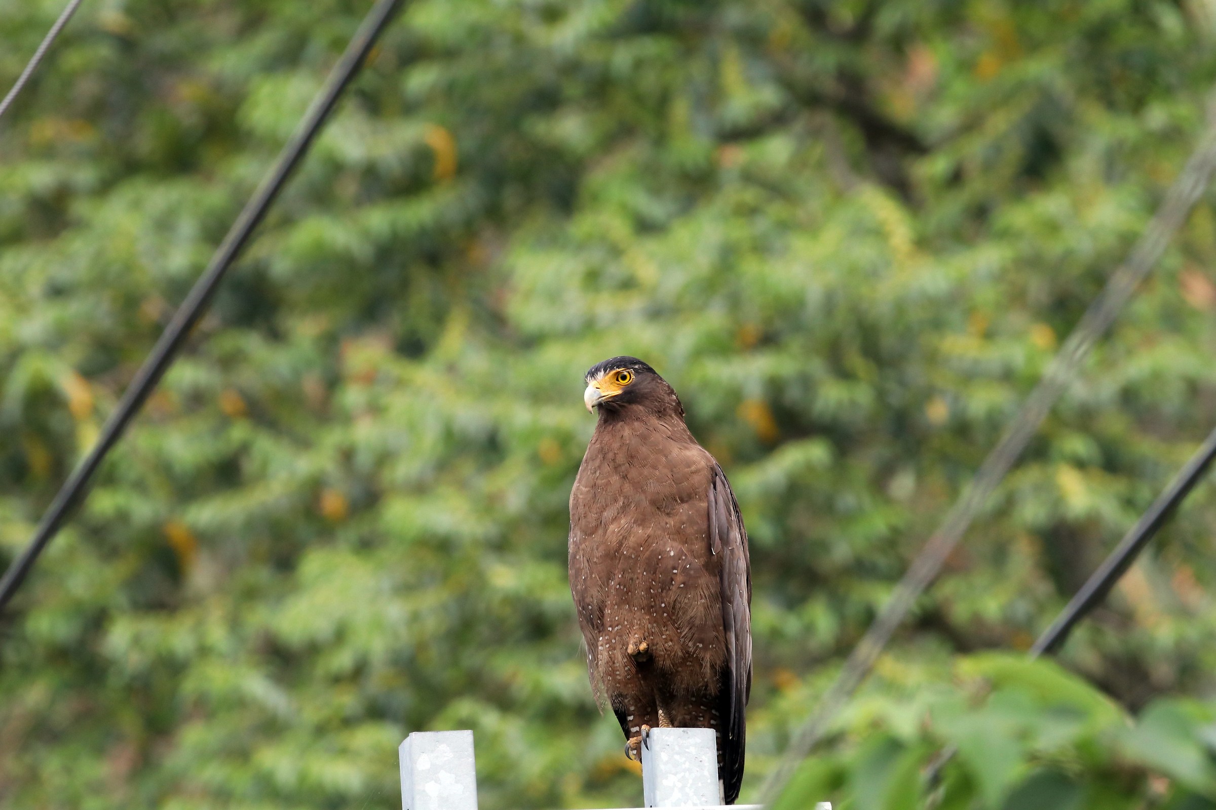 Crested Serpent-Eagle