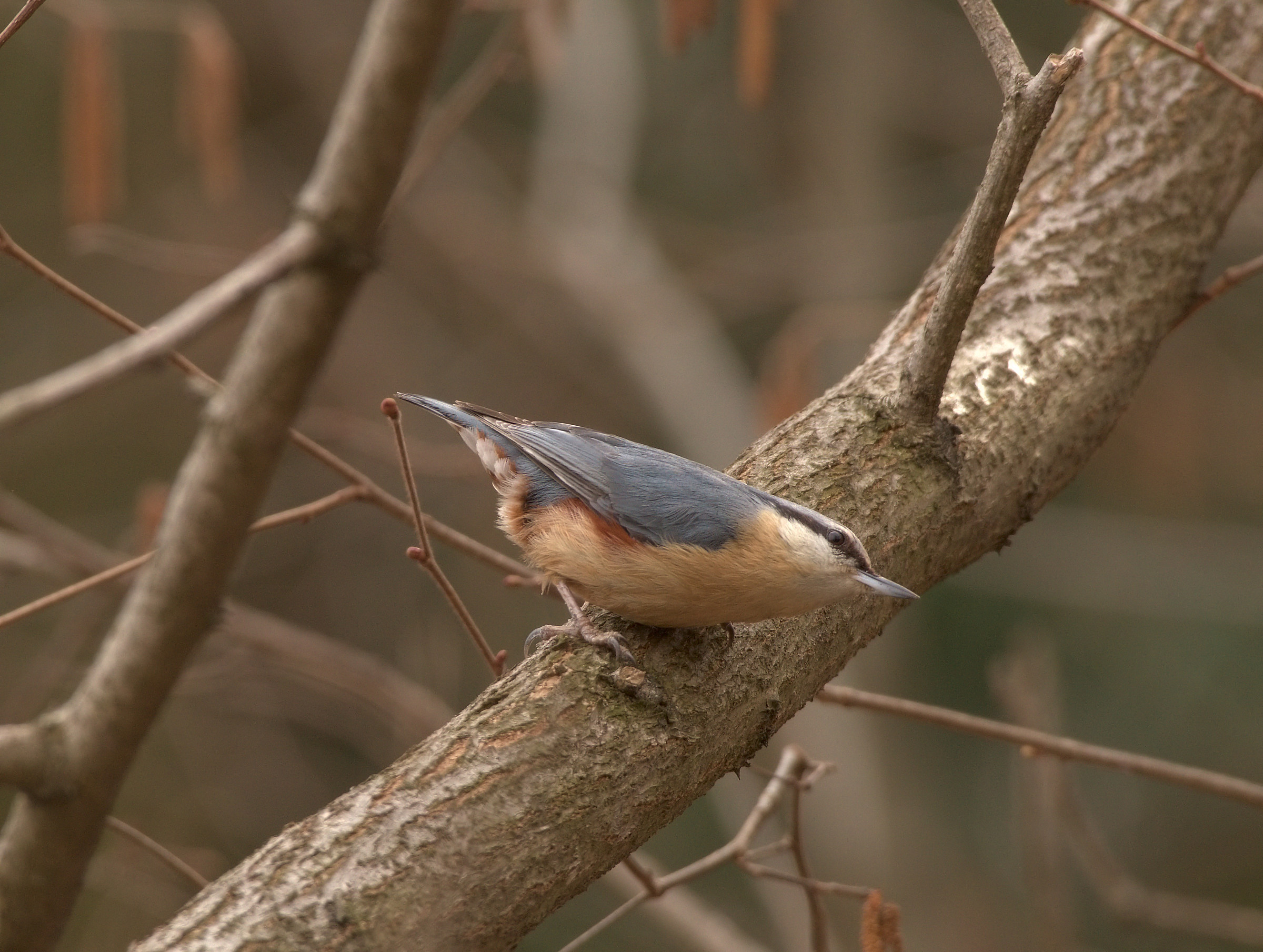 Nuthatch