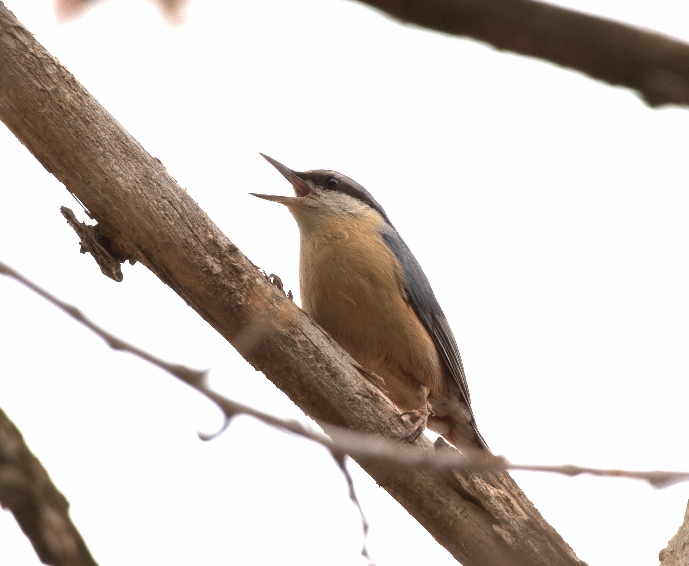 Nuthatch ... The song