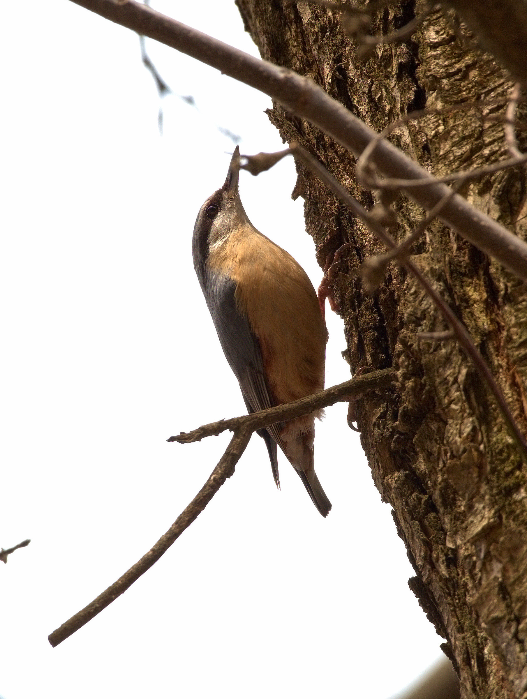 Nuthatch