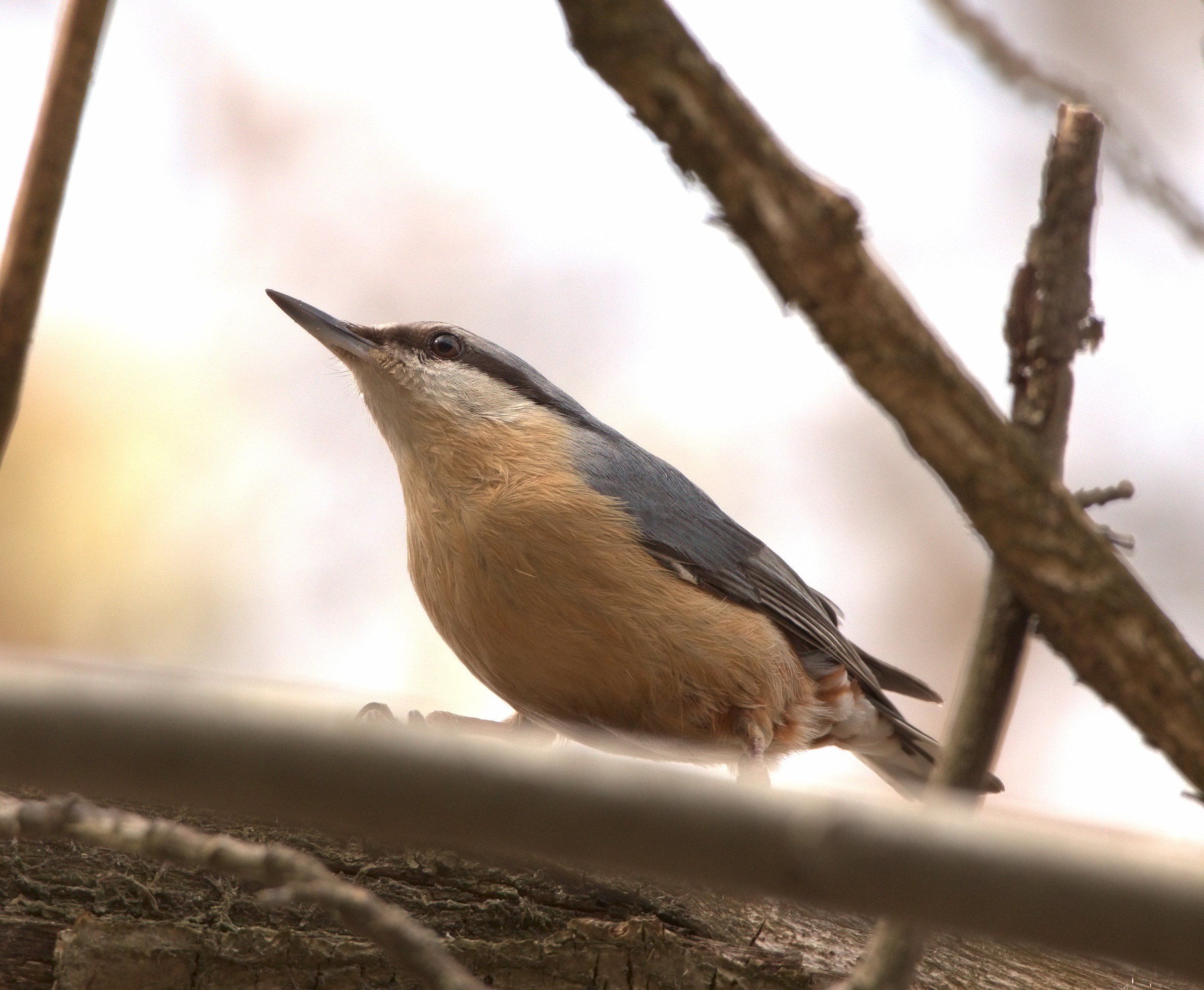 Nuthatch
