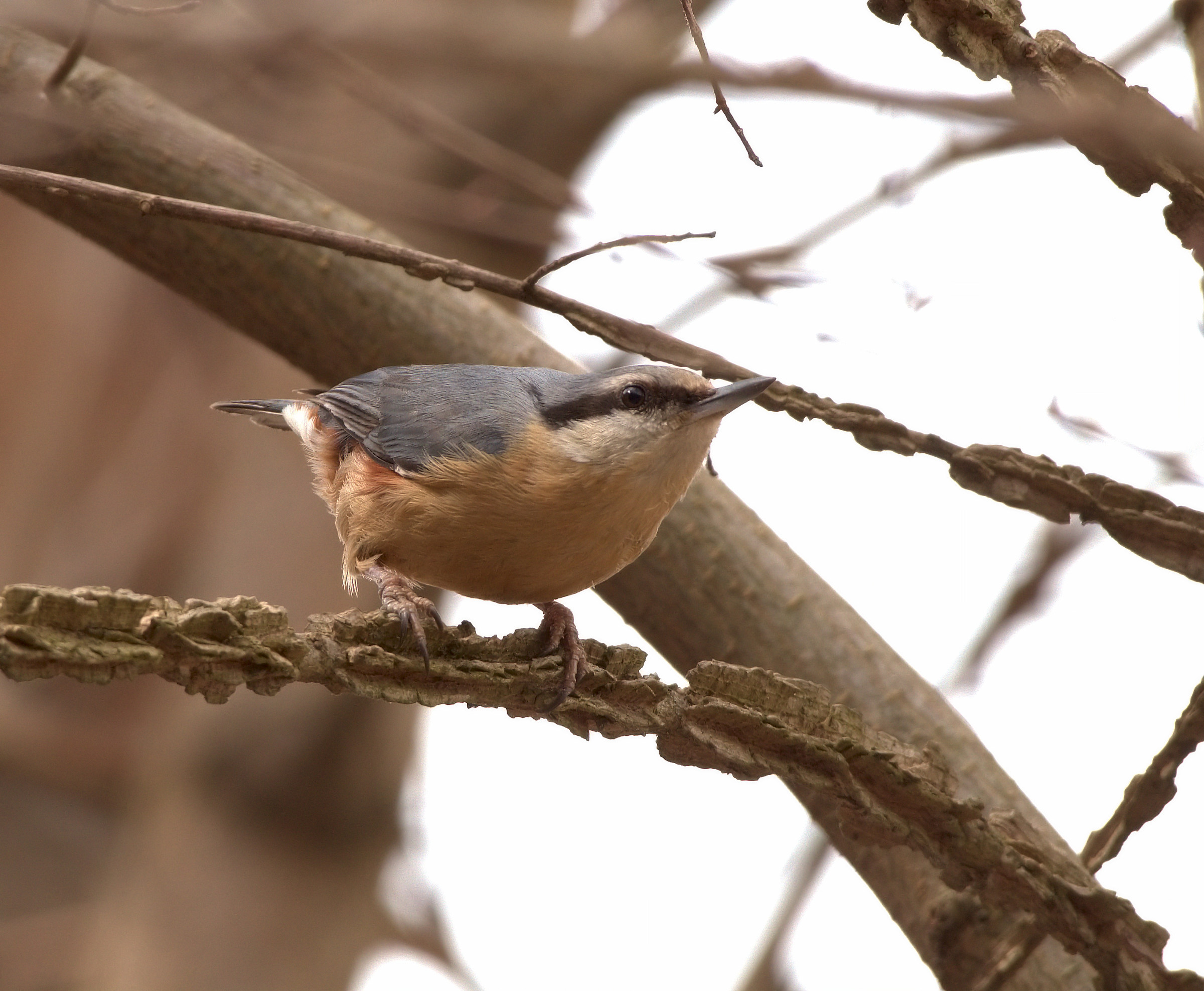 Nuthatch