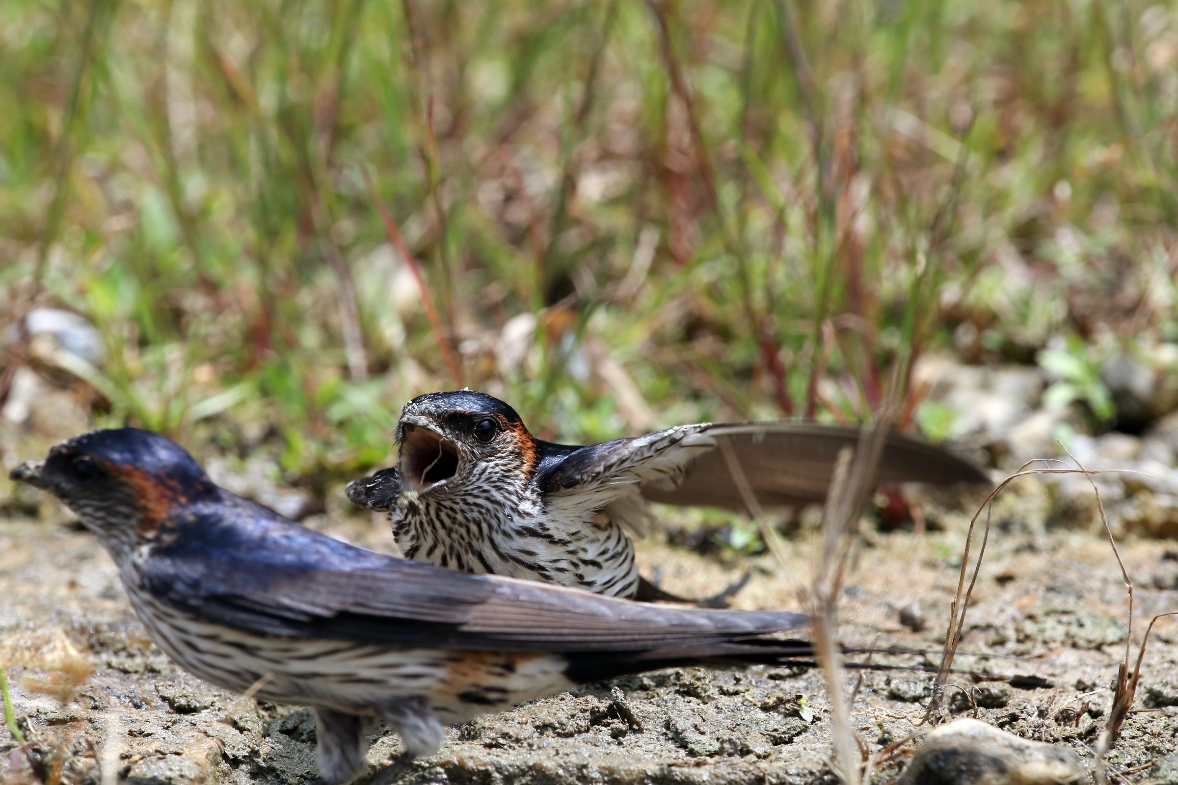 Striated Swallow