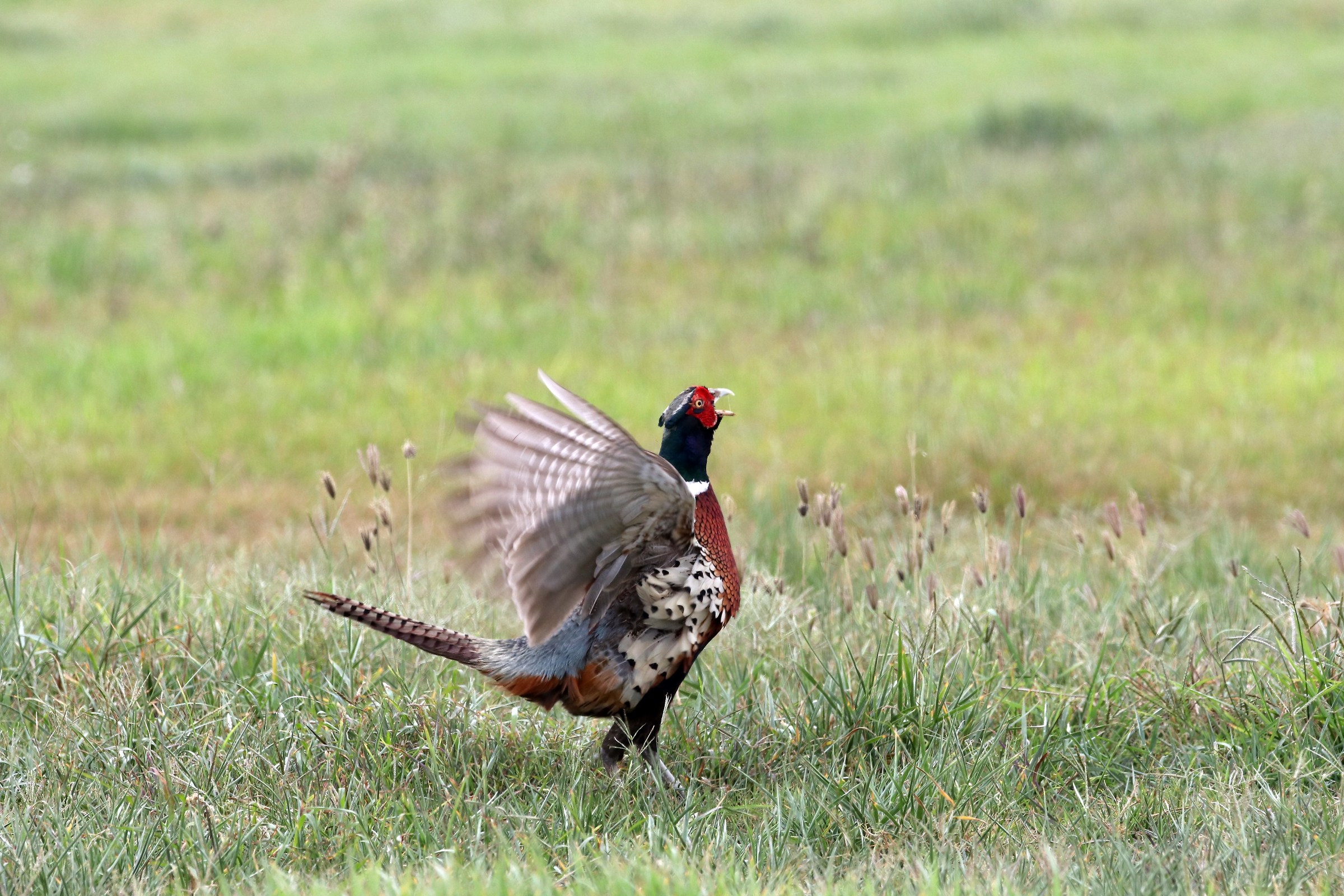Ring-necked Pheasant