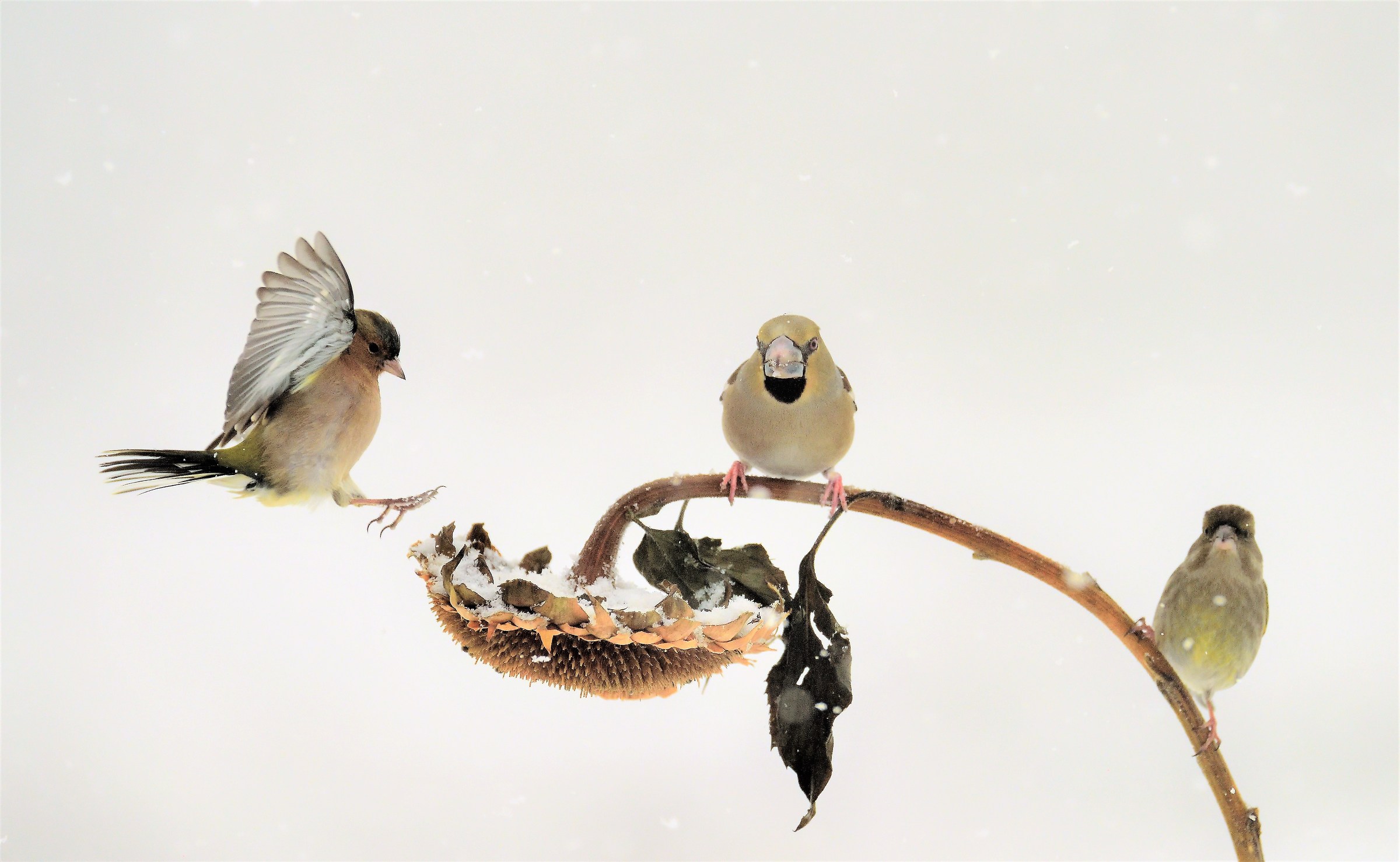 finch in landing stage
