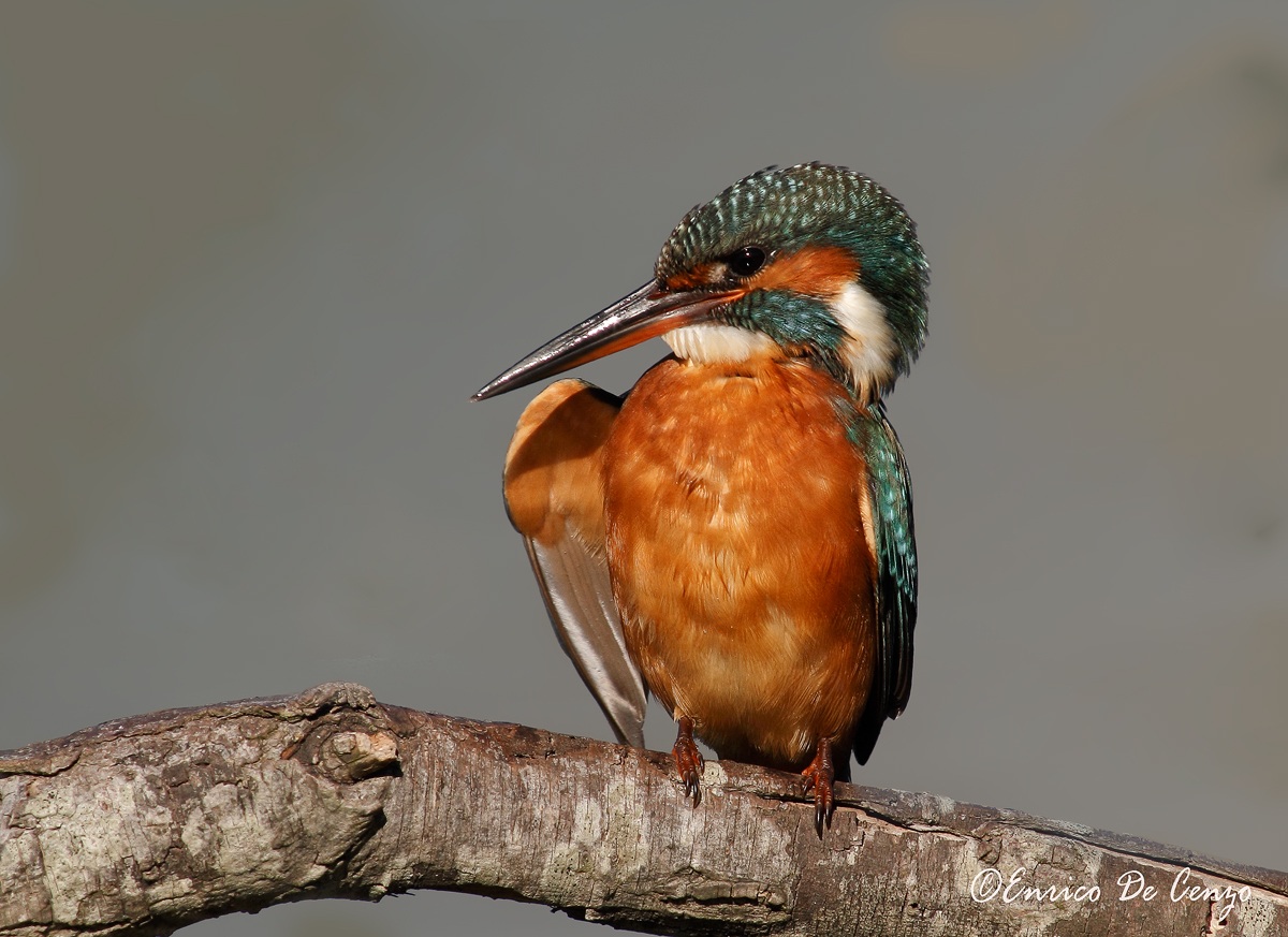 Kingfisher - Kingfisher