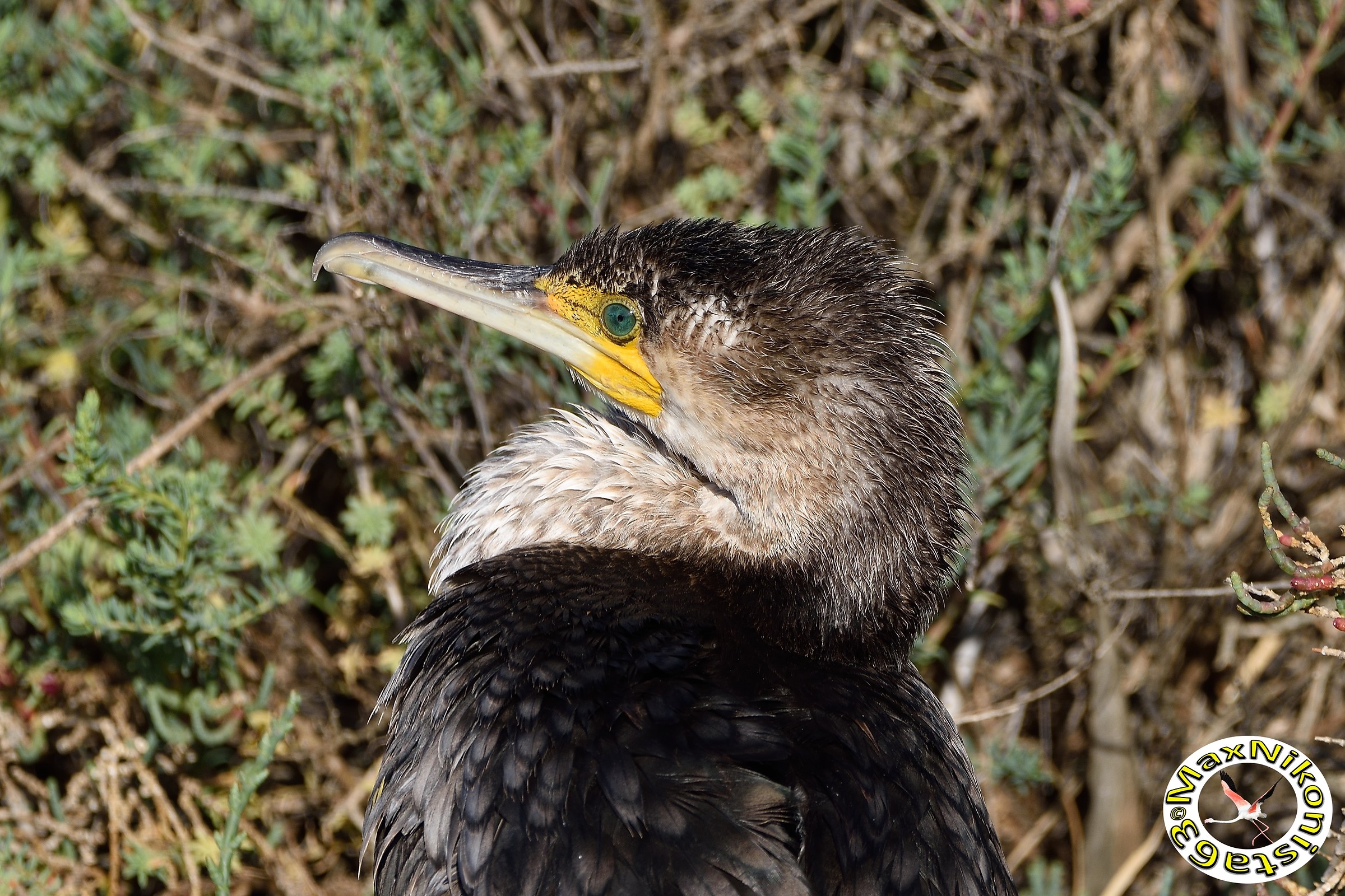 Cormorant (close up)