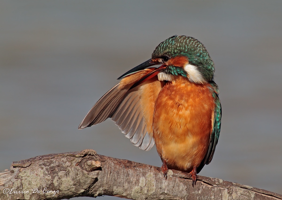 Kingfisher - Kingfisher