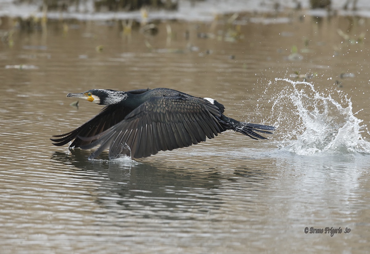 Cormorant