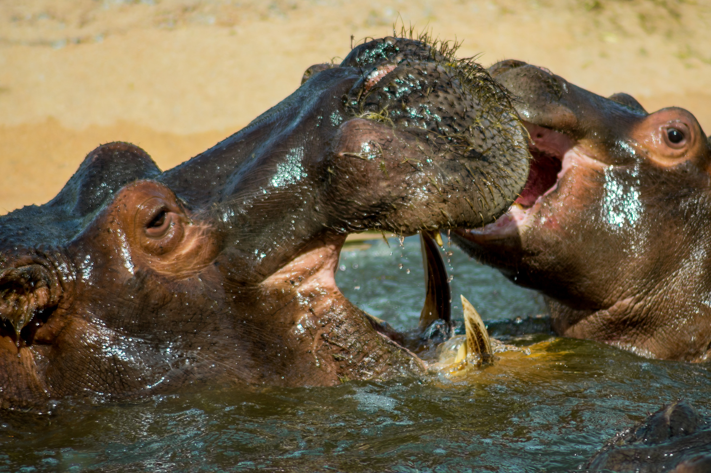 Sweet hippos