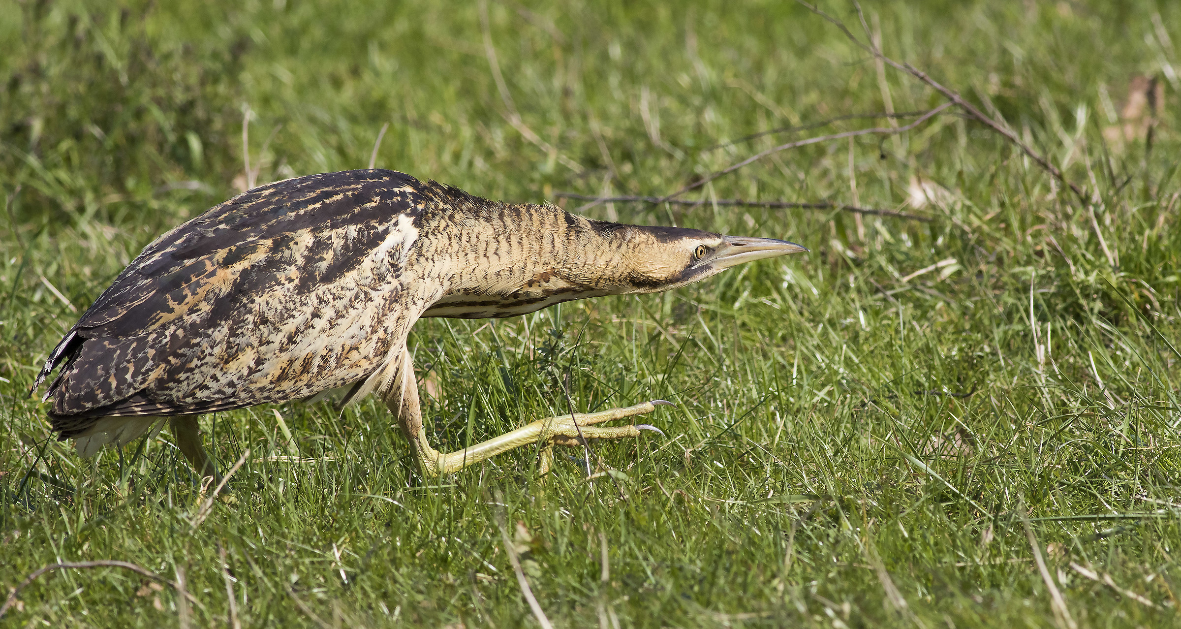 bittern hunting