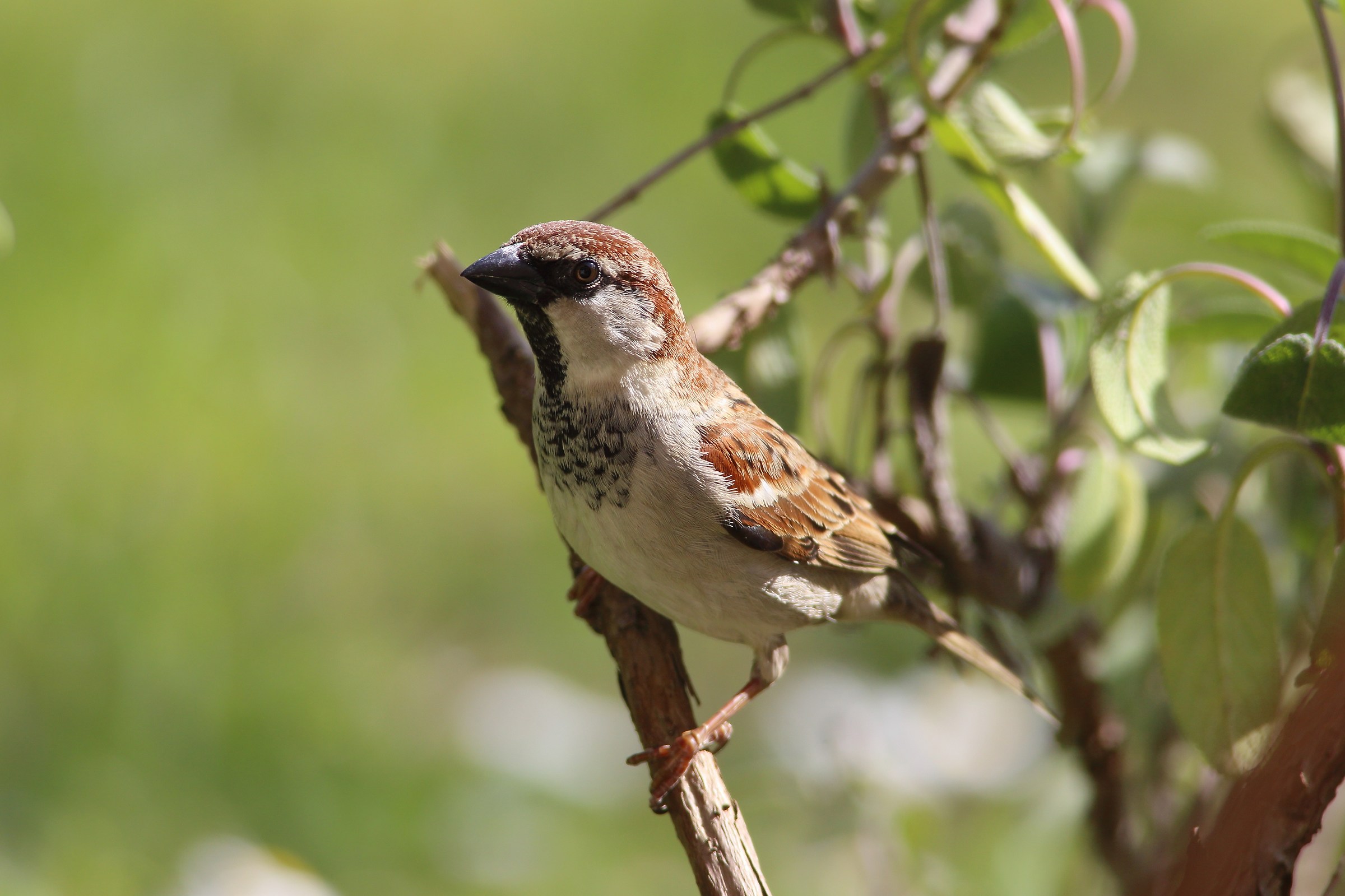 sparrow on sage