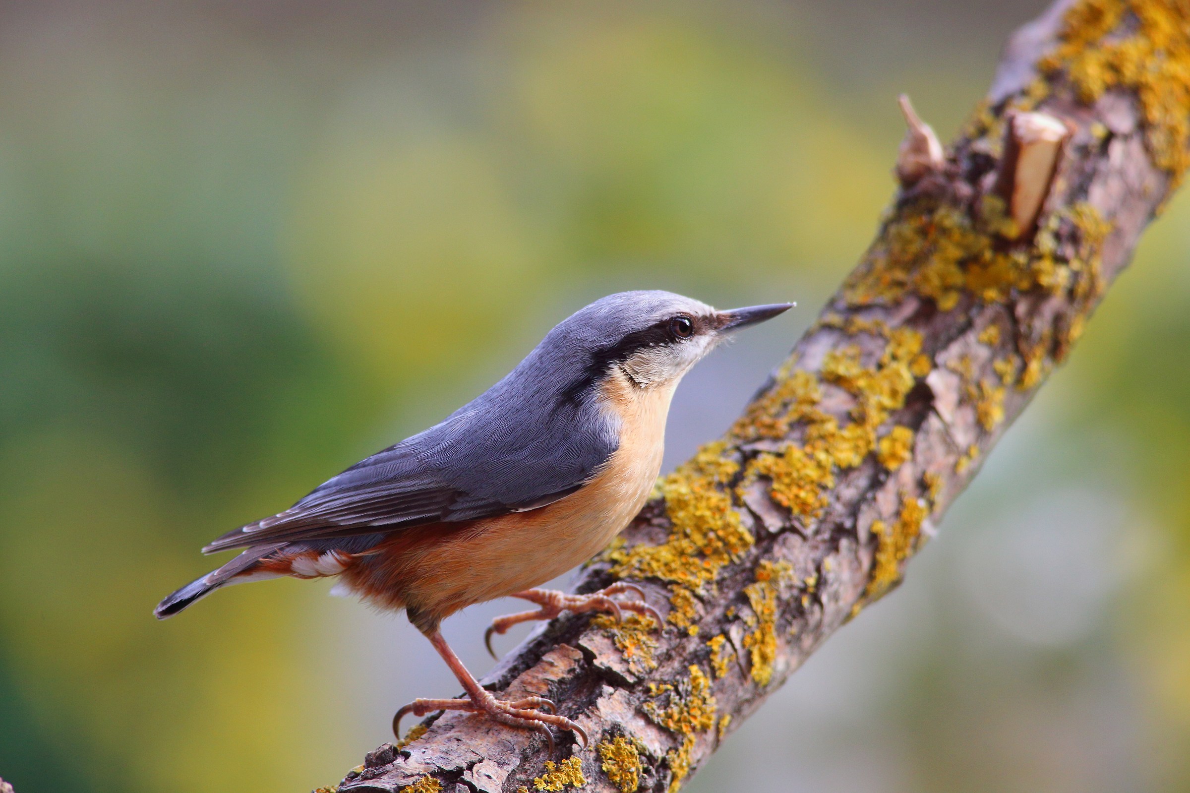 nuthatch