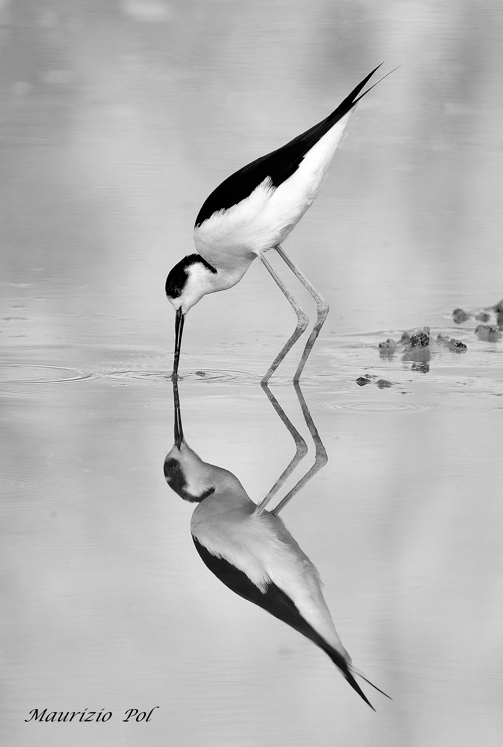 Reflection B&W