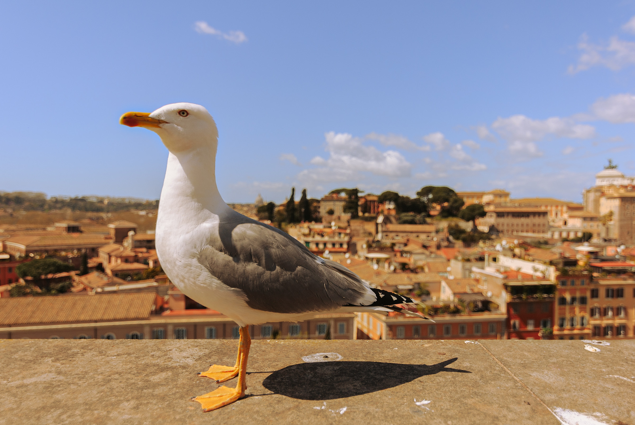 Landscape with animal elements