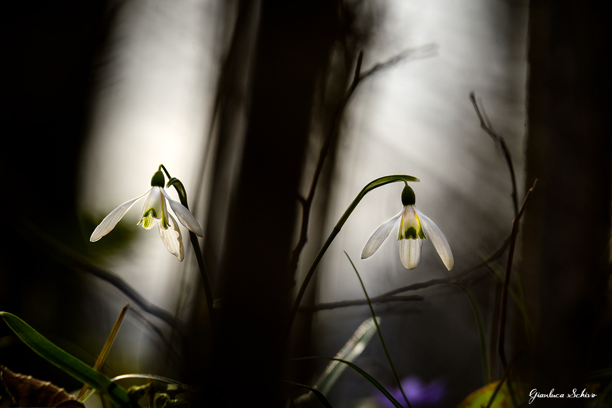 Come lanterne nel bosco