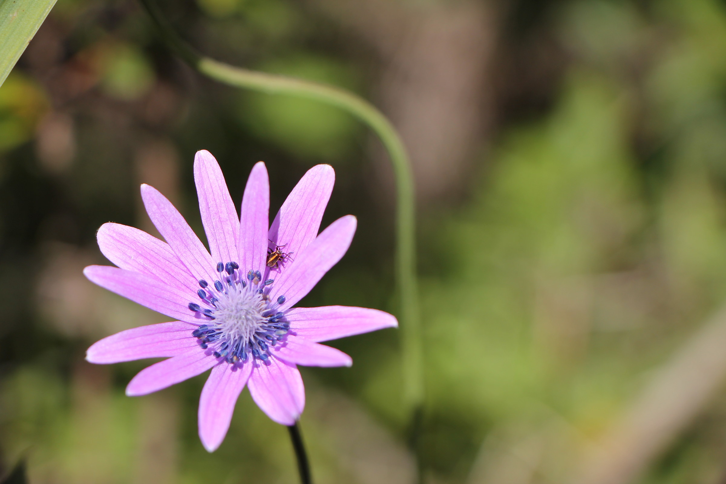 on the petal in the sun ...