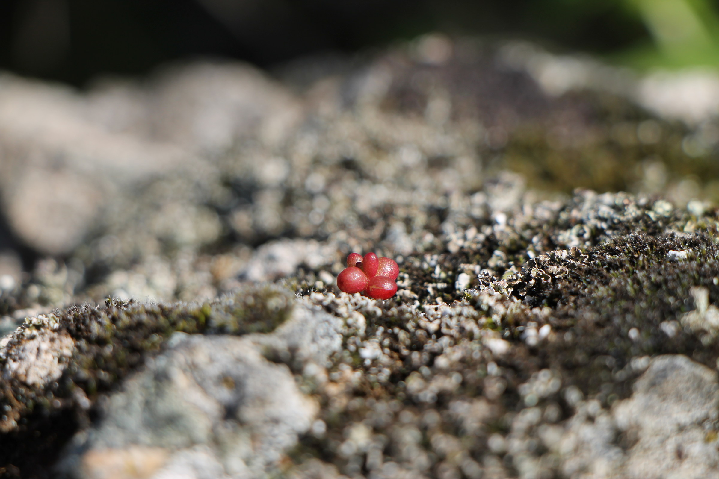 red the color of life ..