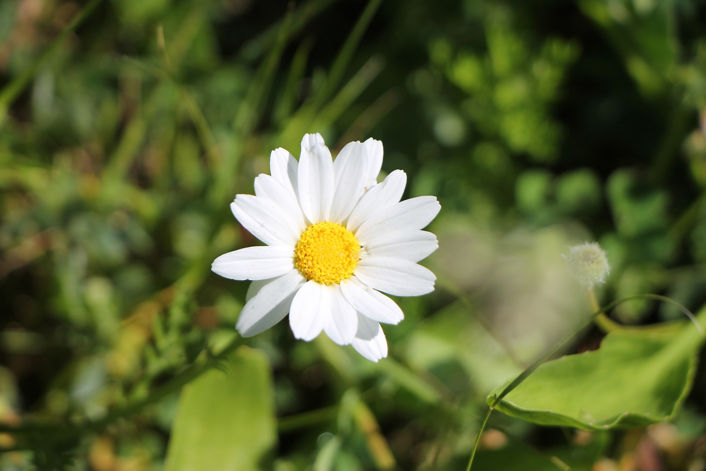 He loves me or does not love me