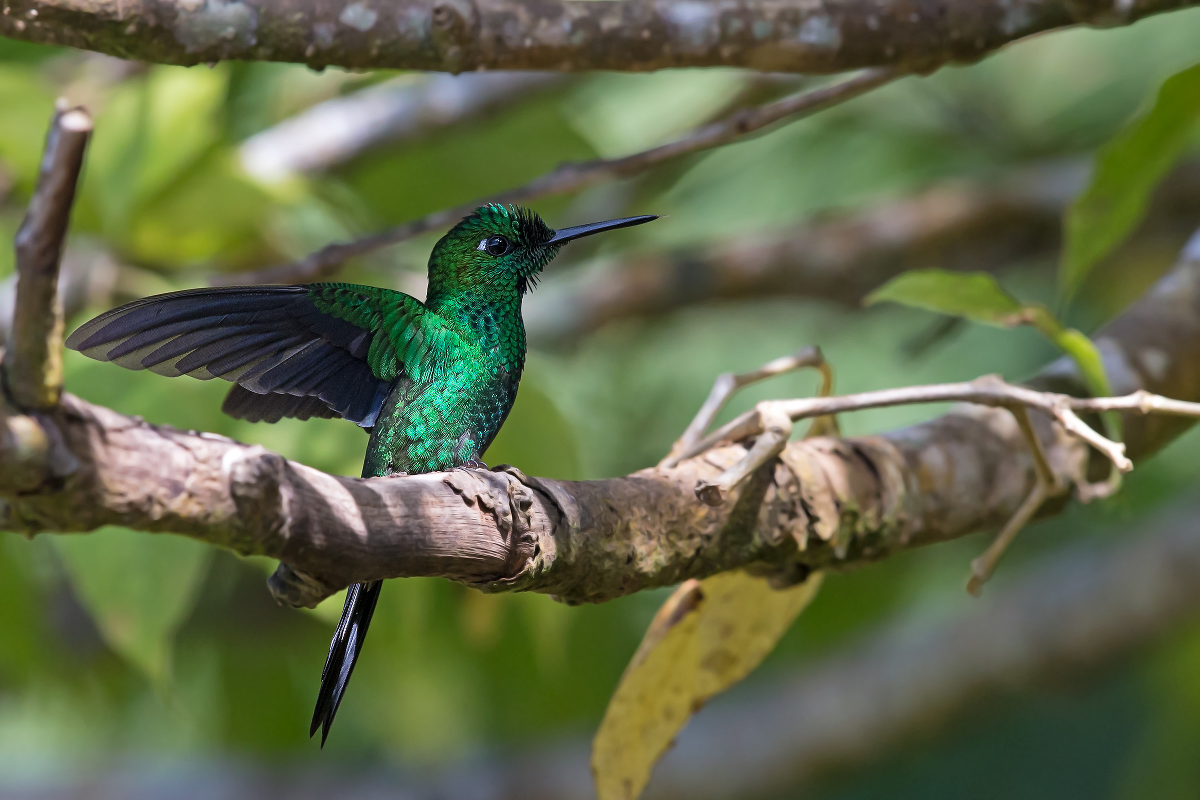 Green-crowned brilliant (Heliodoxa macula)