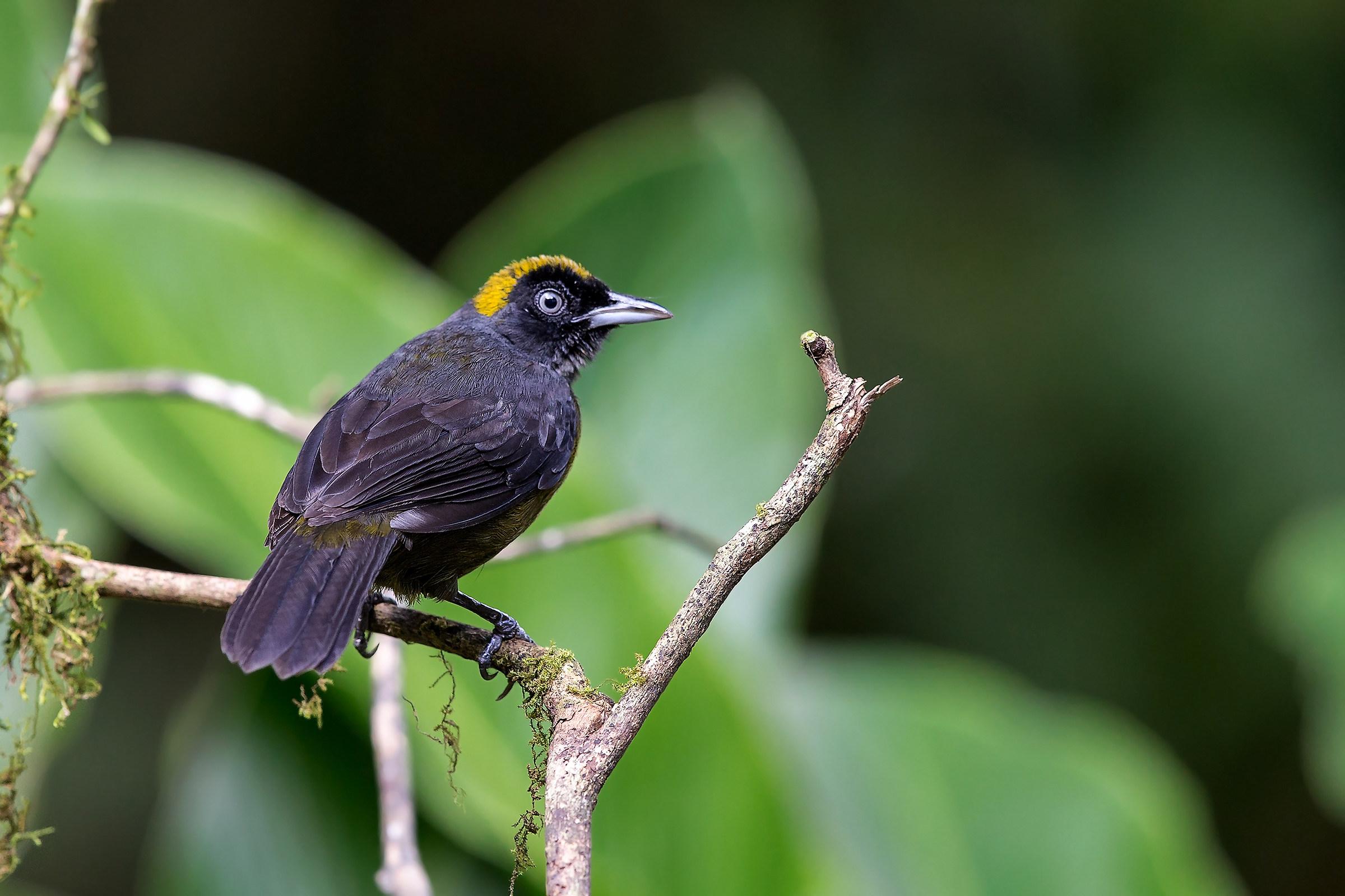 Dusky faced tanager (Mitrospingus cassinii)