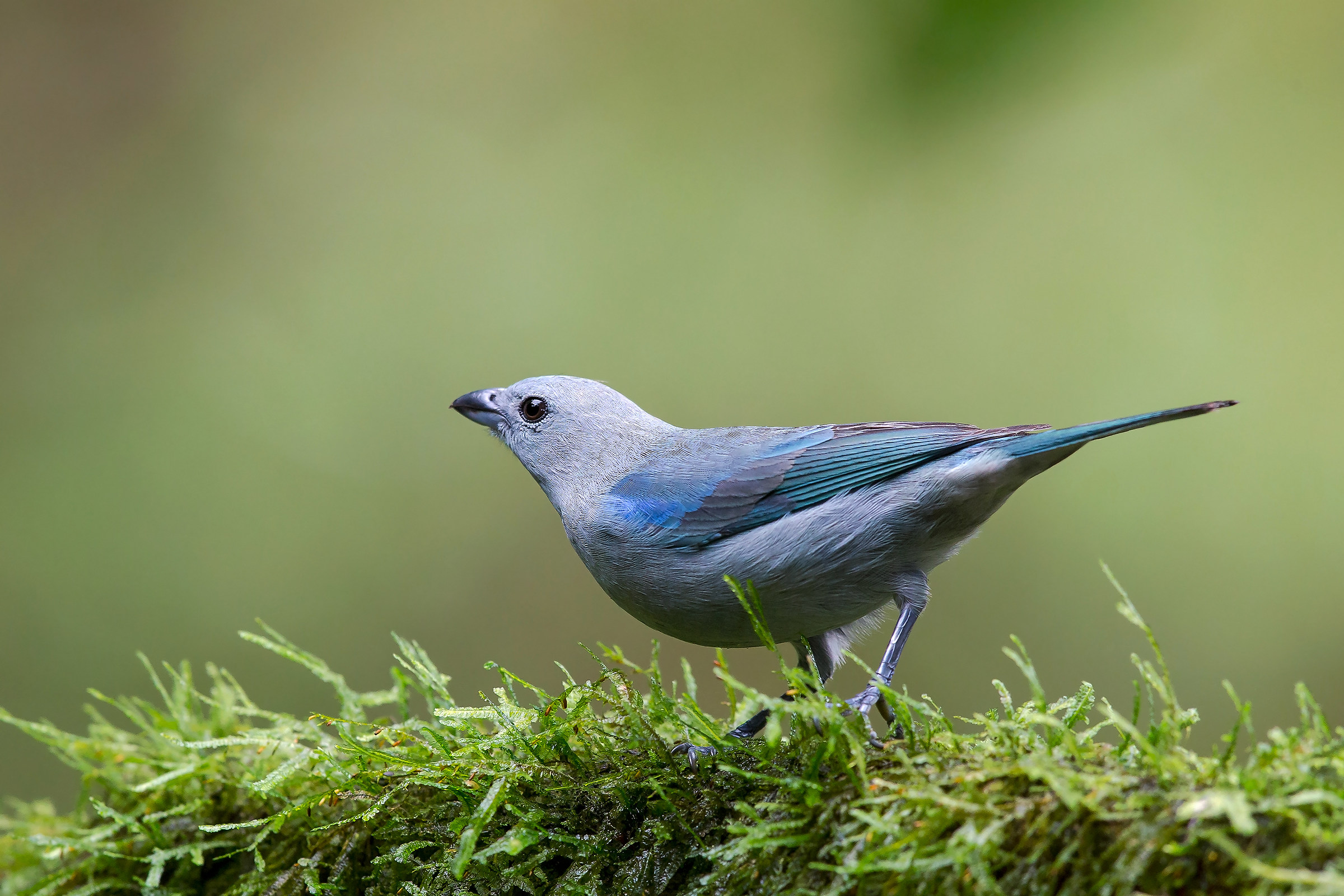 Blue-gray tanager (Thraupis episcopus)
