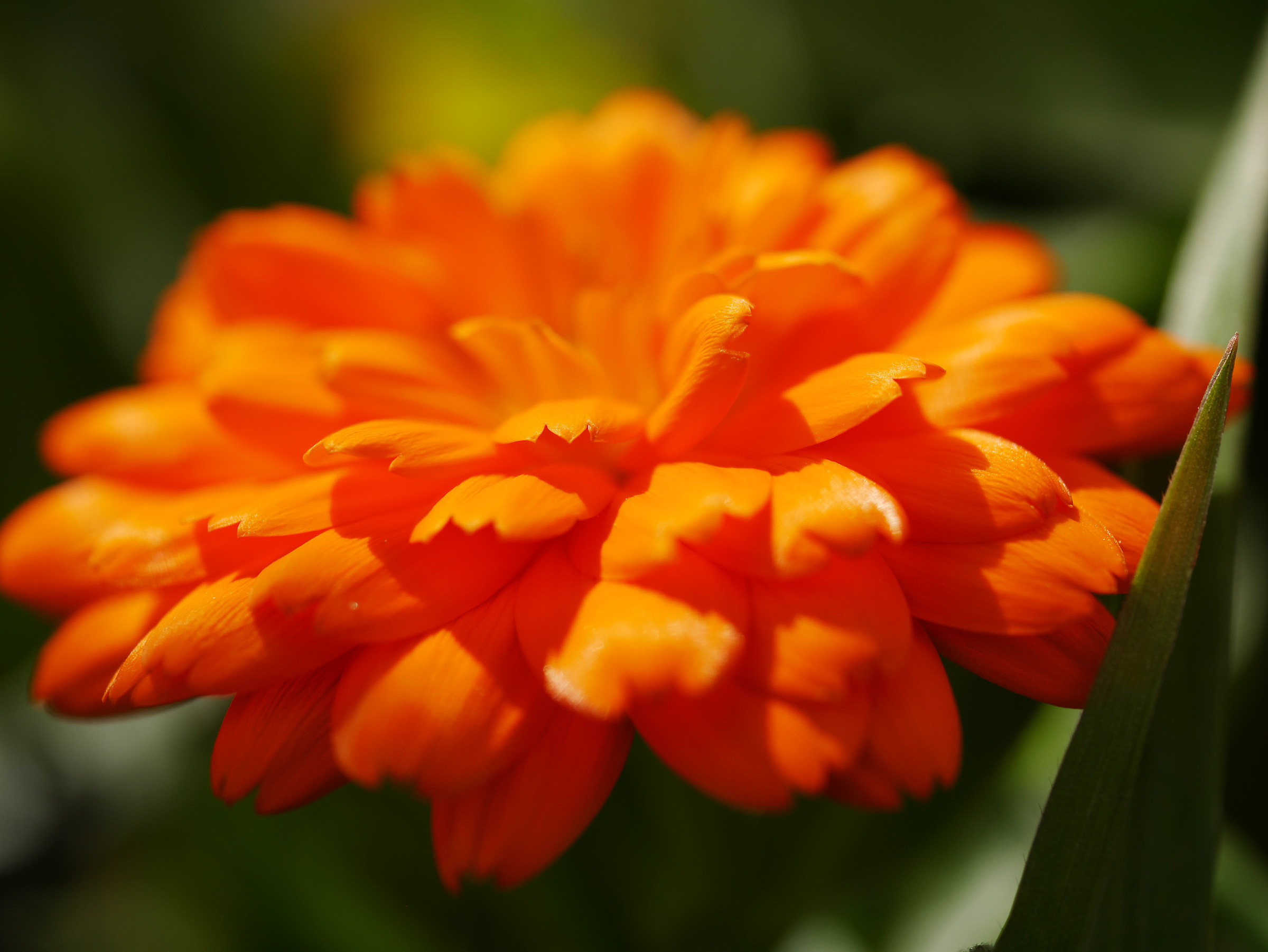 marigold flower