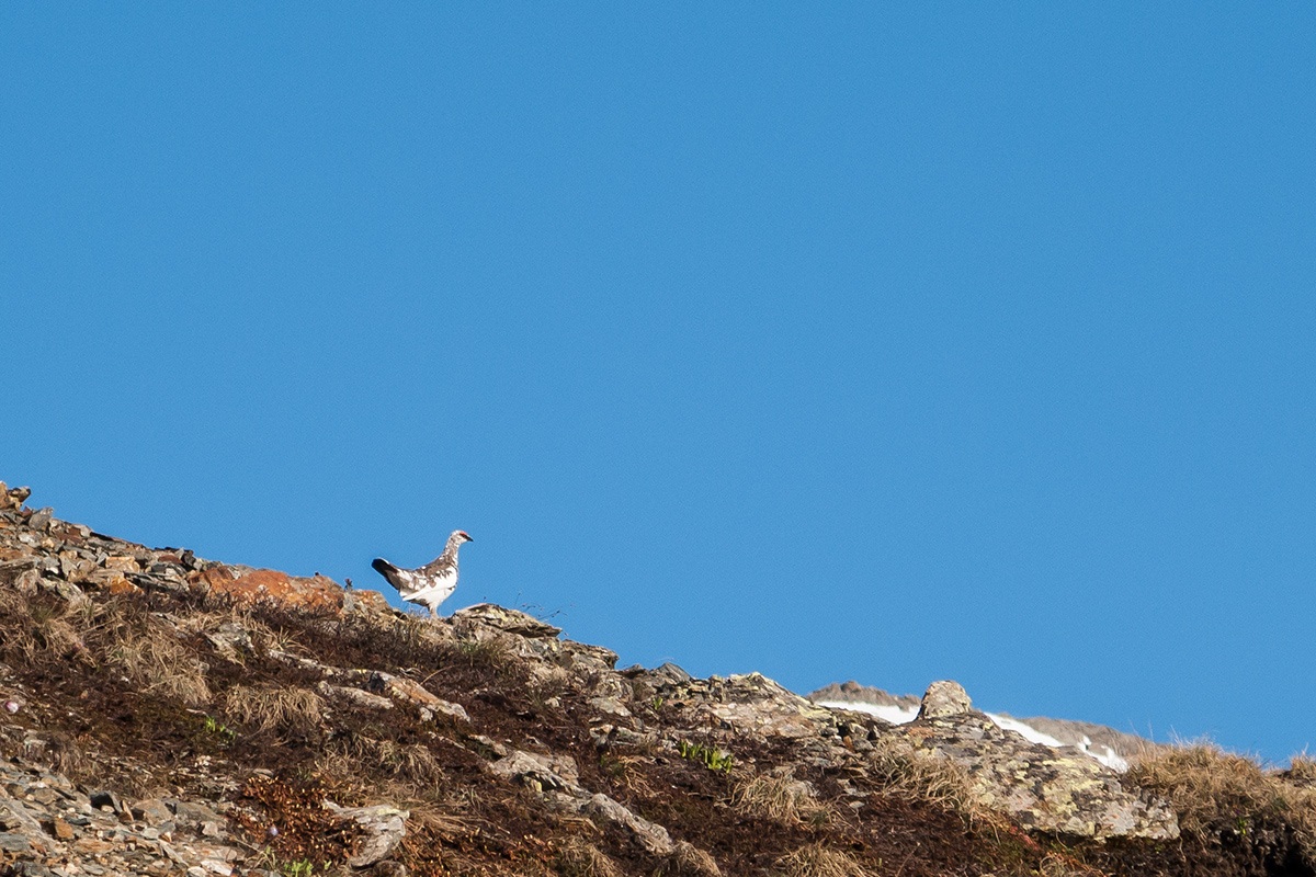 Ptarmigan