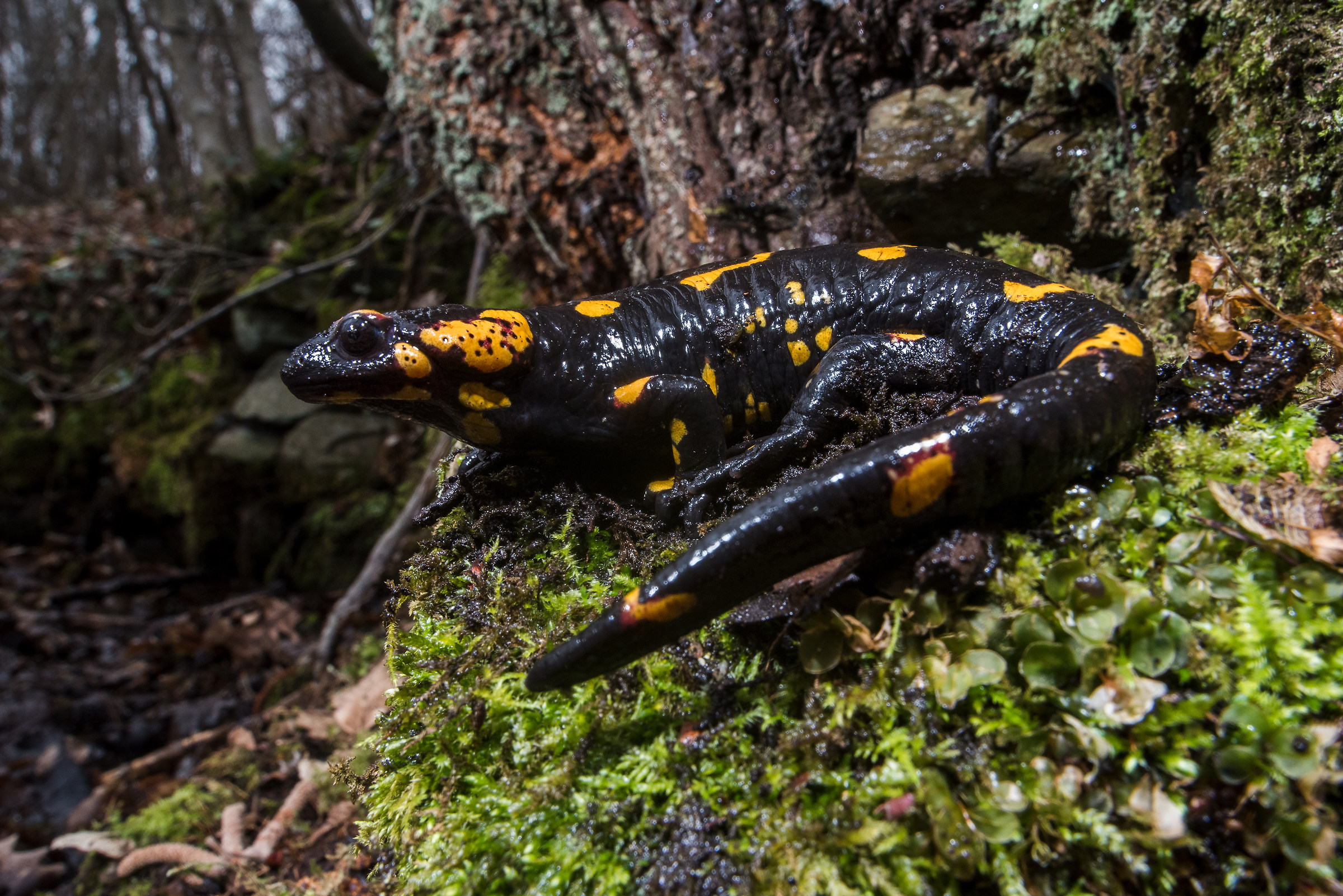Pied salamander