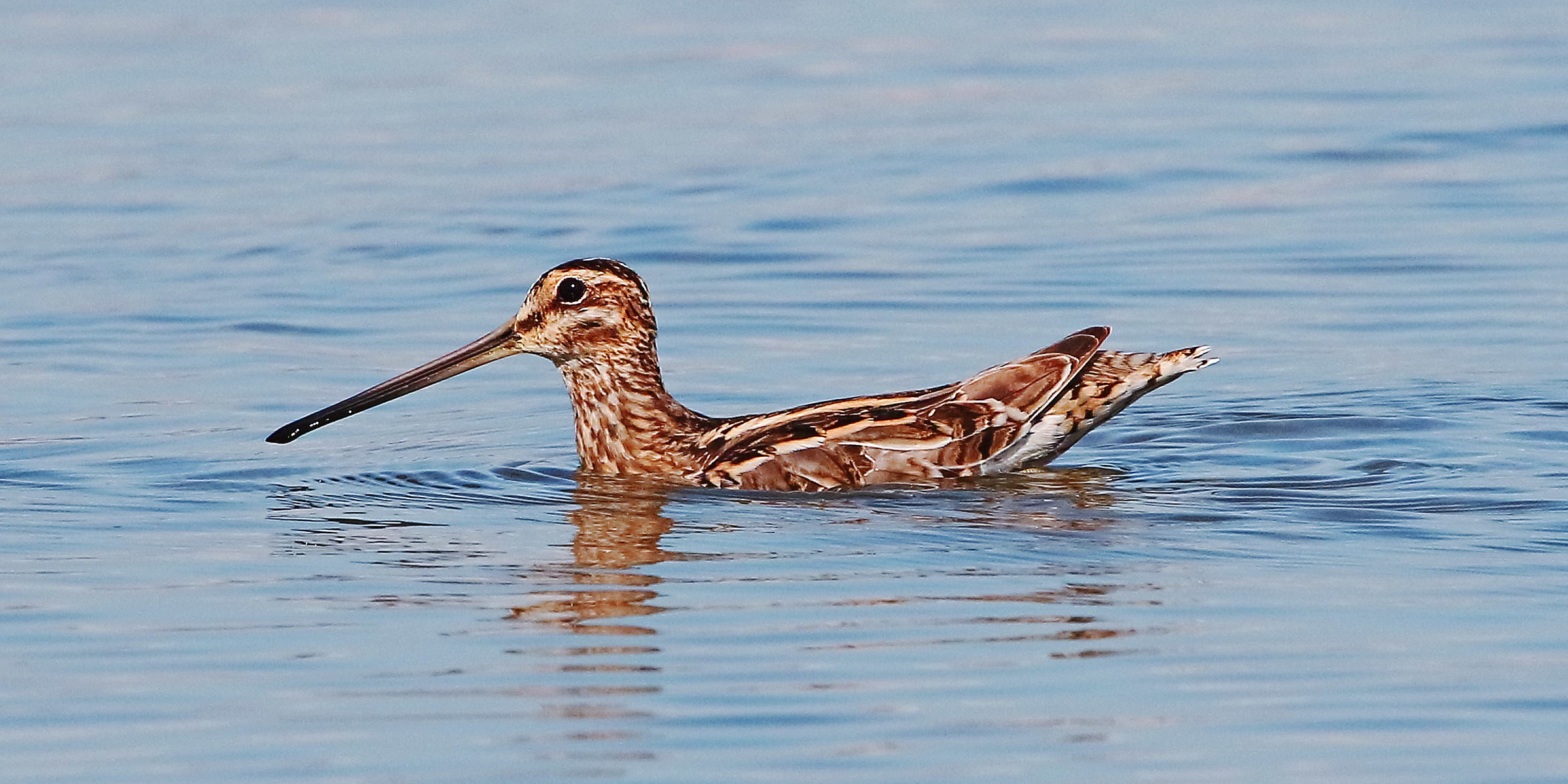 Il beccaccino che nuota