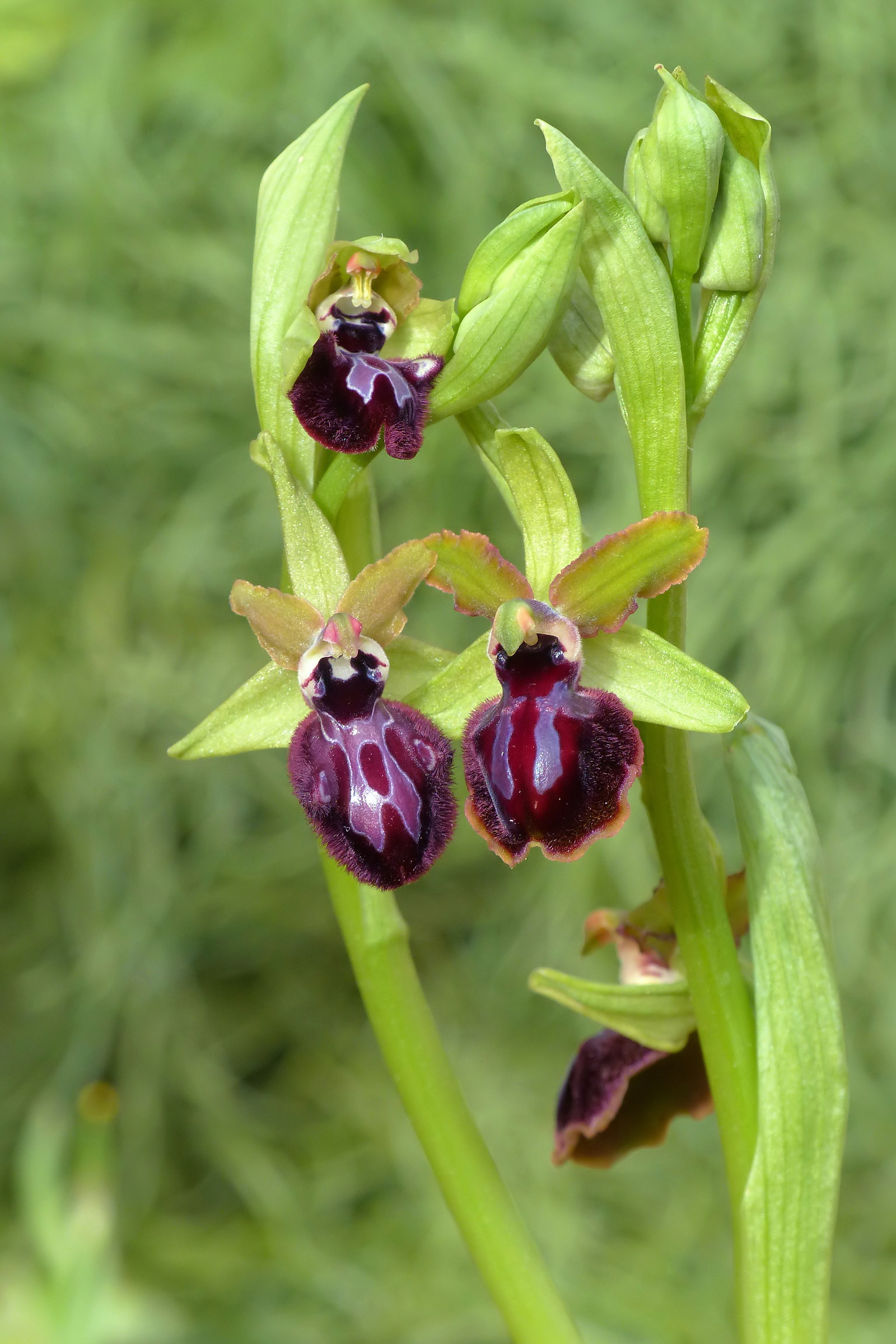 Ophrys incubacea vs Ophrys garganica