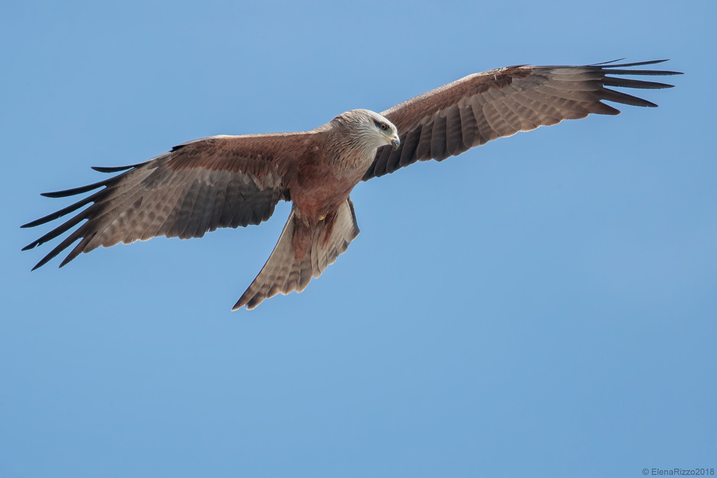 Brown kite