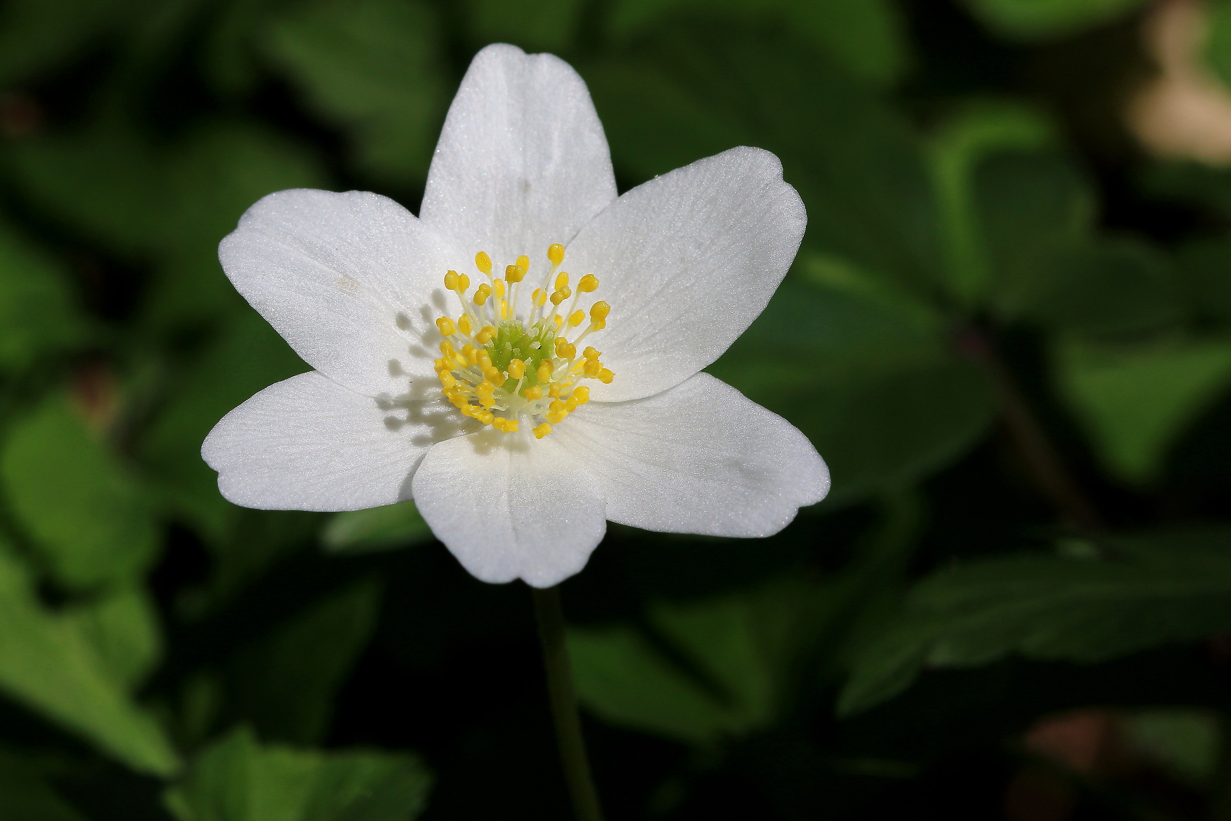 Anemone
