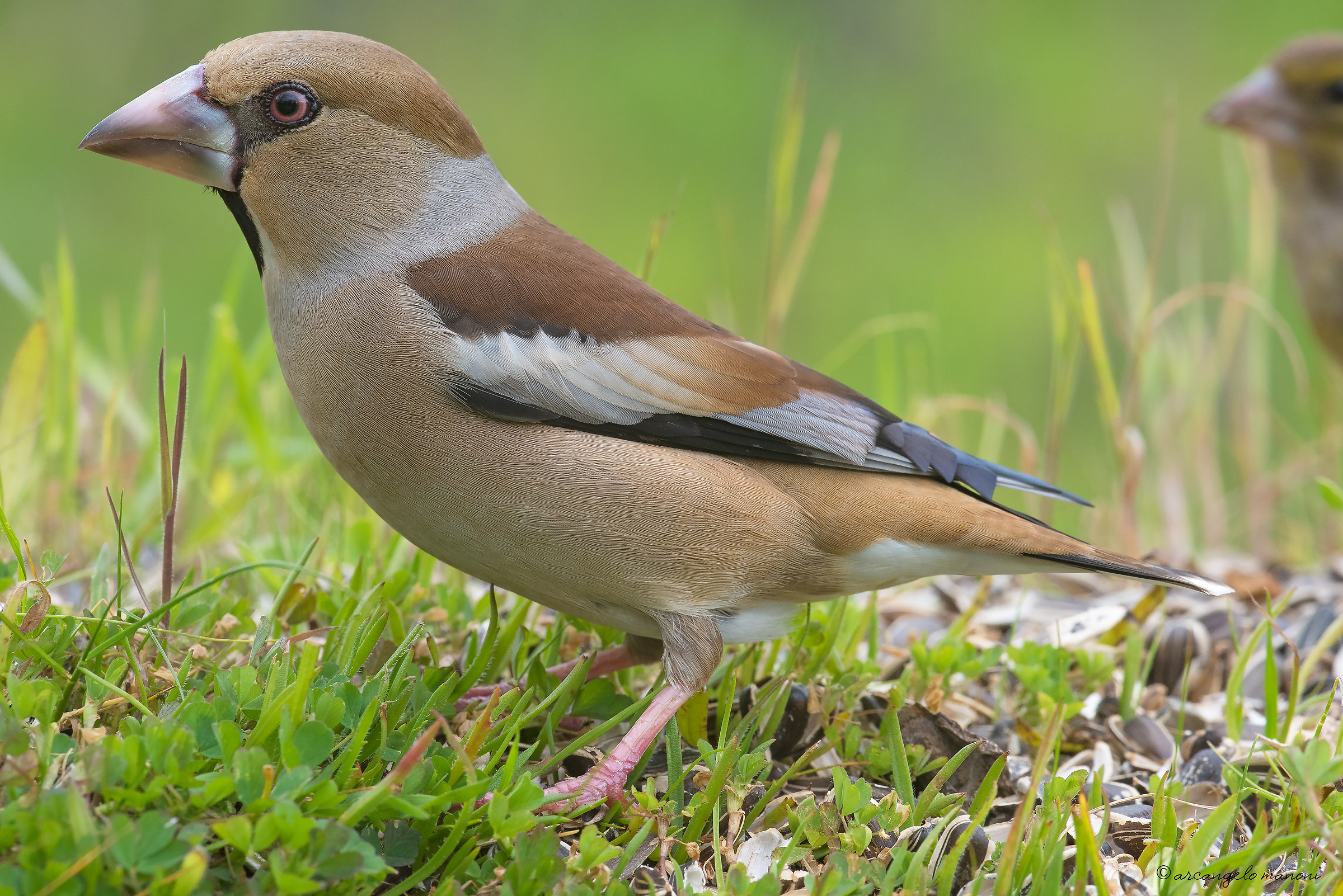 The Hawfinch: looking for a crooked pen