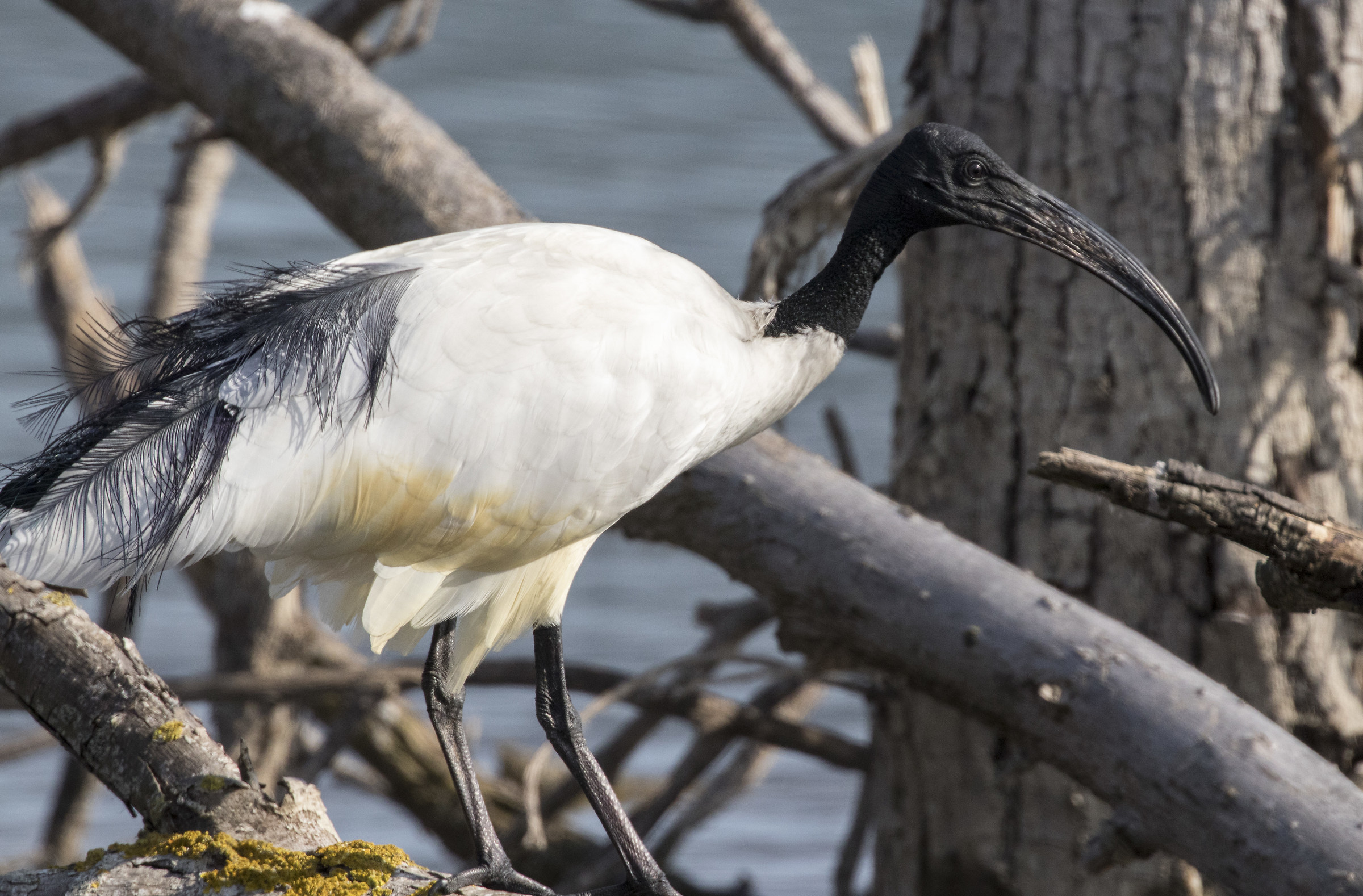 sacred ibis 1