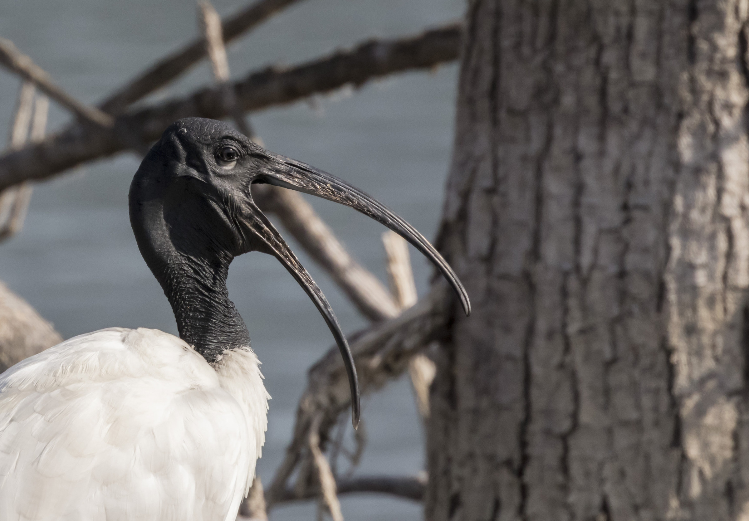 sacred ibis 2